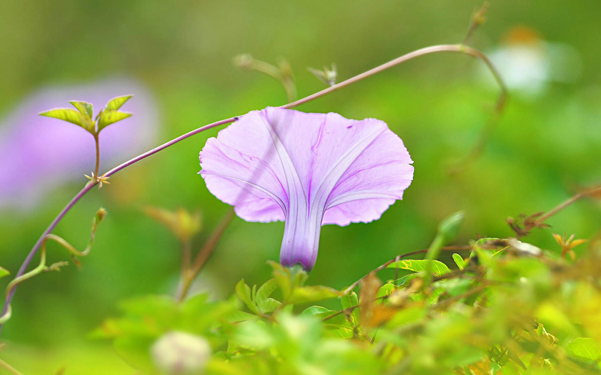 牵牛花图片