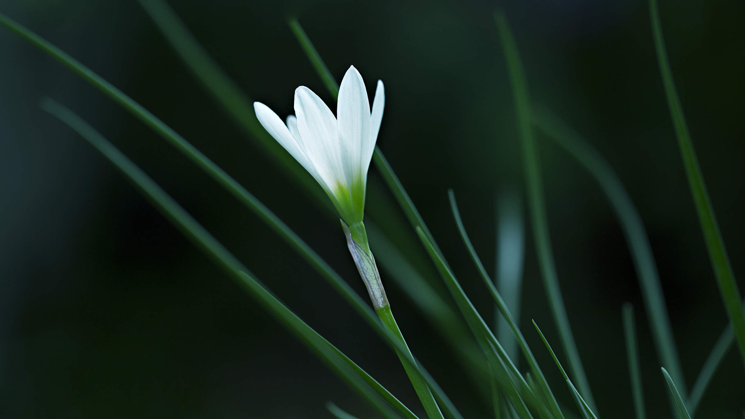 百合花图片