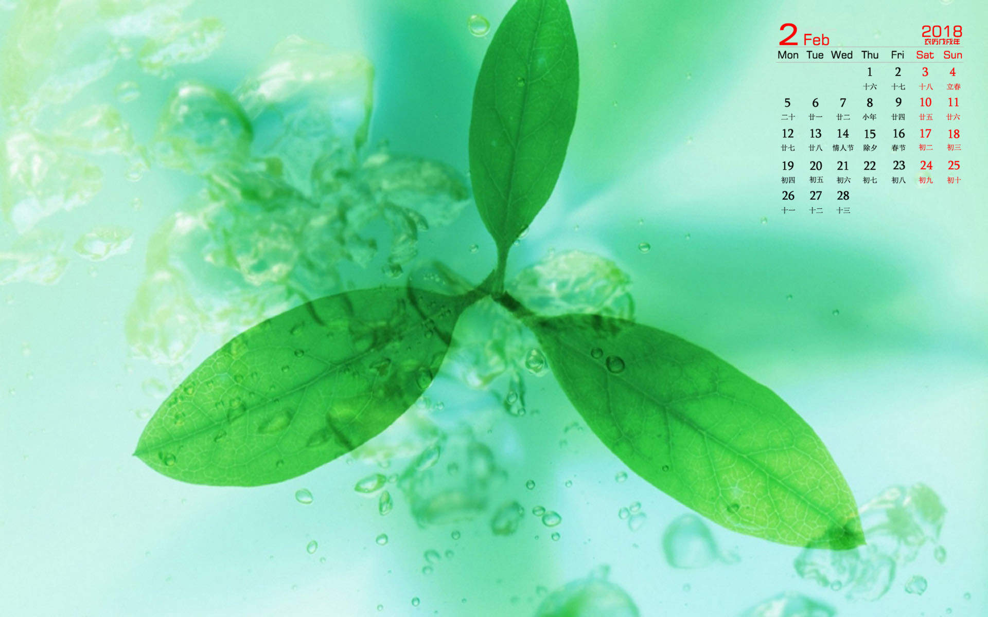 2018年2月绿色叶子微距摄影图片日历壁纸图片