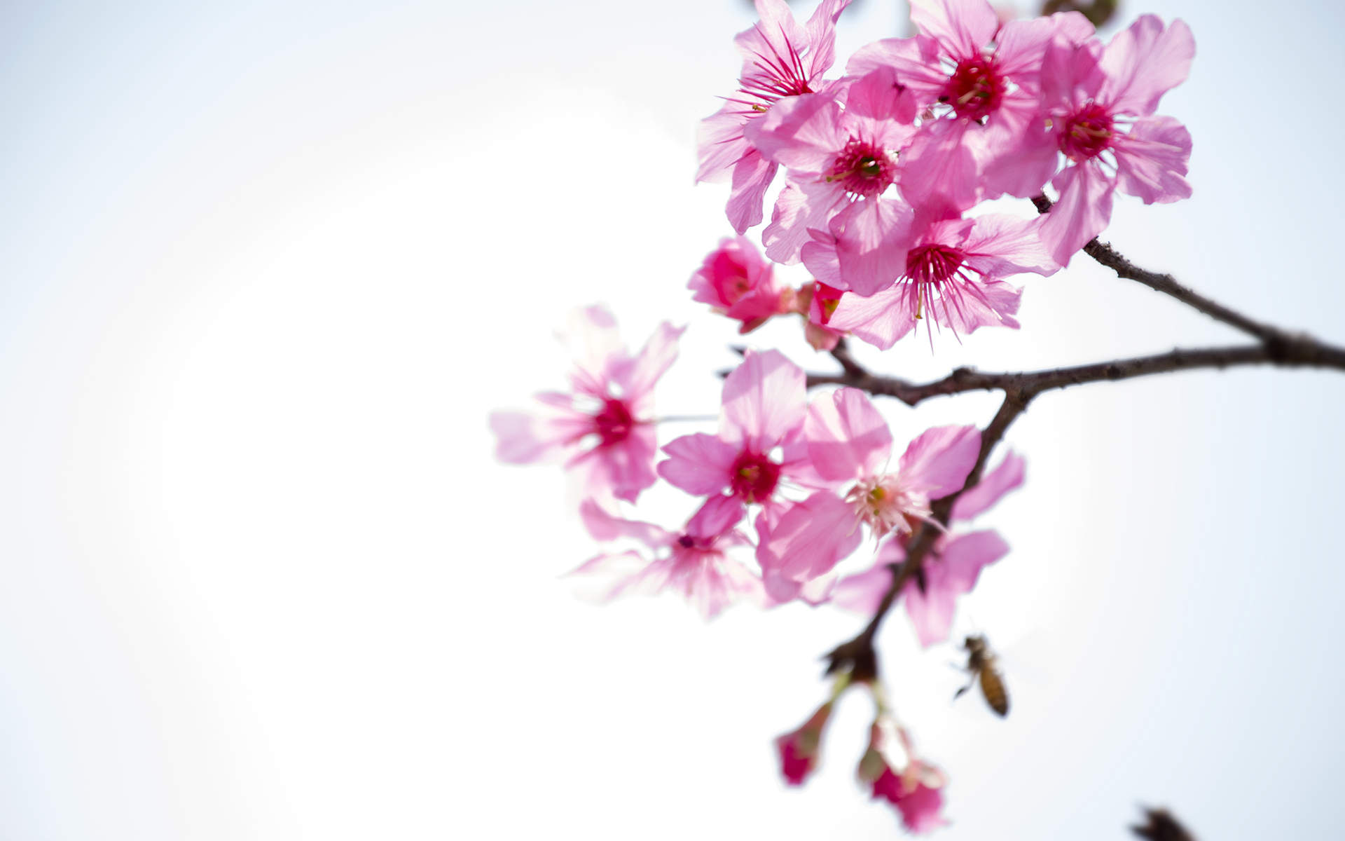 阳春三月绽放的梅花 高清梅花摄影图片欣赏图片