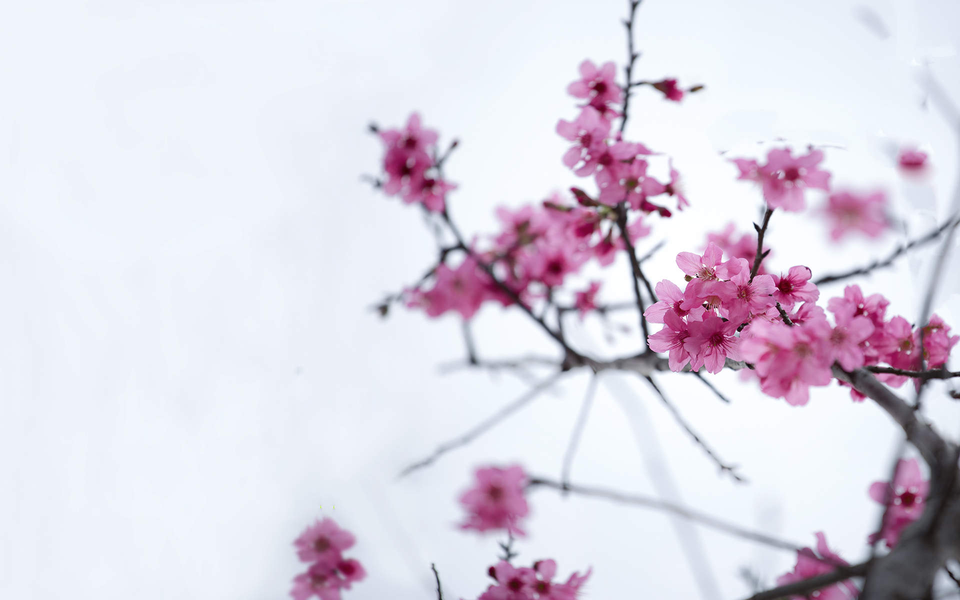 梅花图片