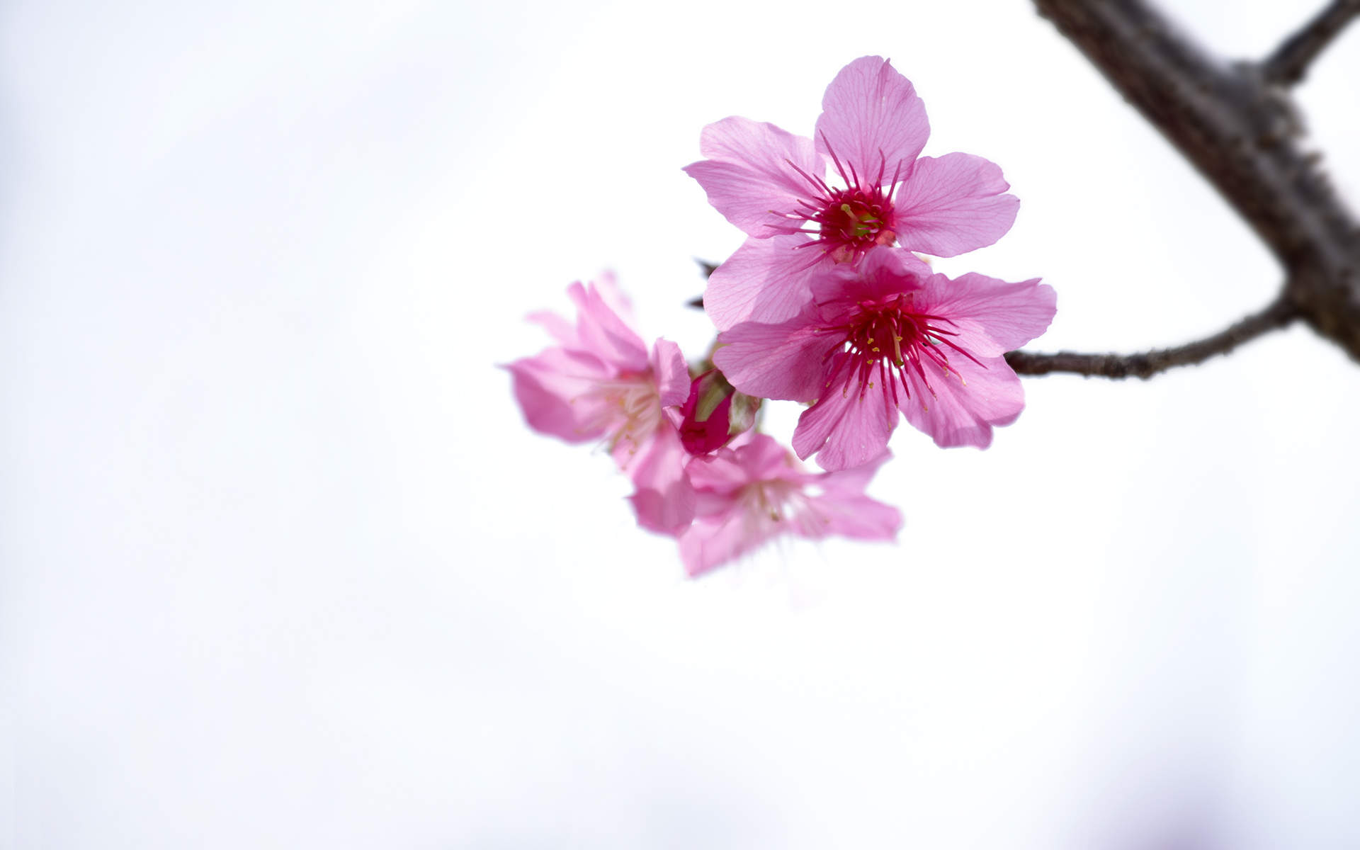 阳春三月绽放的梅花 高清梅花摄影图片欣赏图片