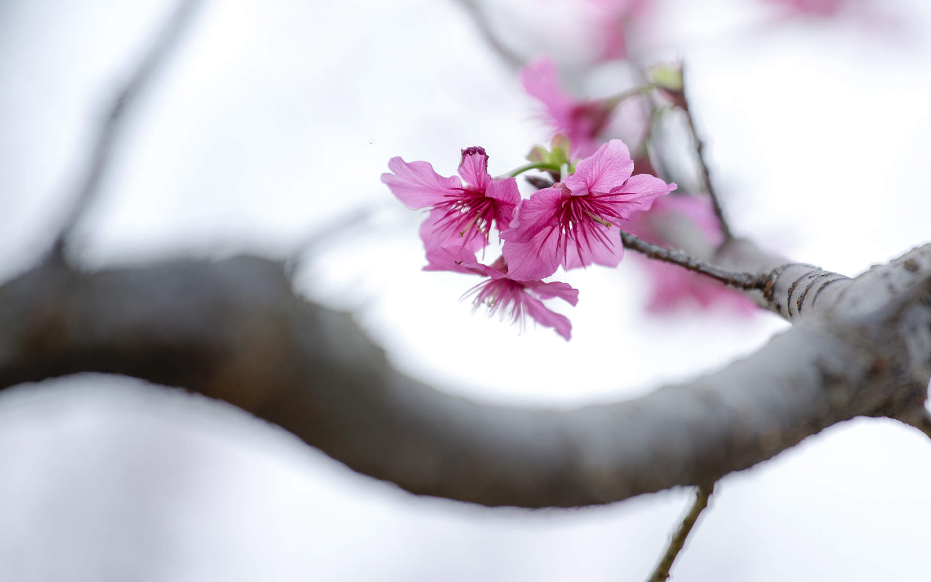 阳春三月绽放的梅花 高清梅花摄影图片欣赏图片