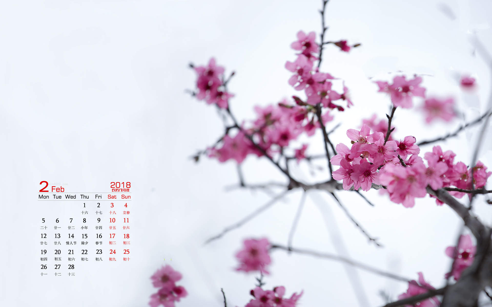 梅花图片