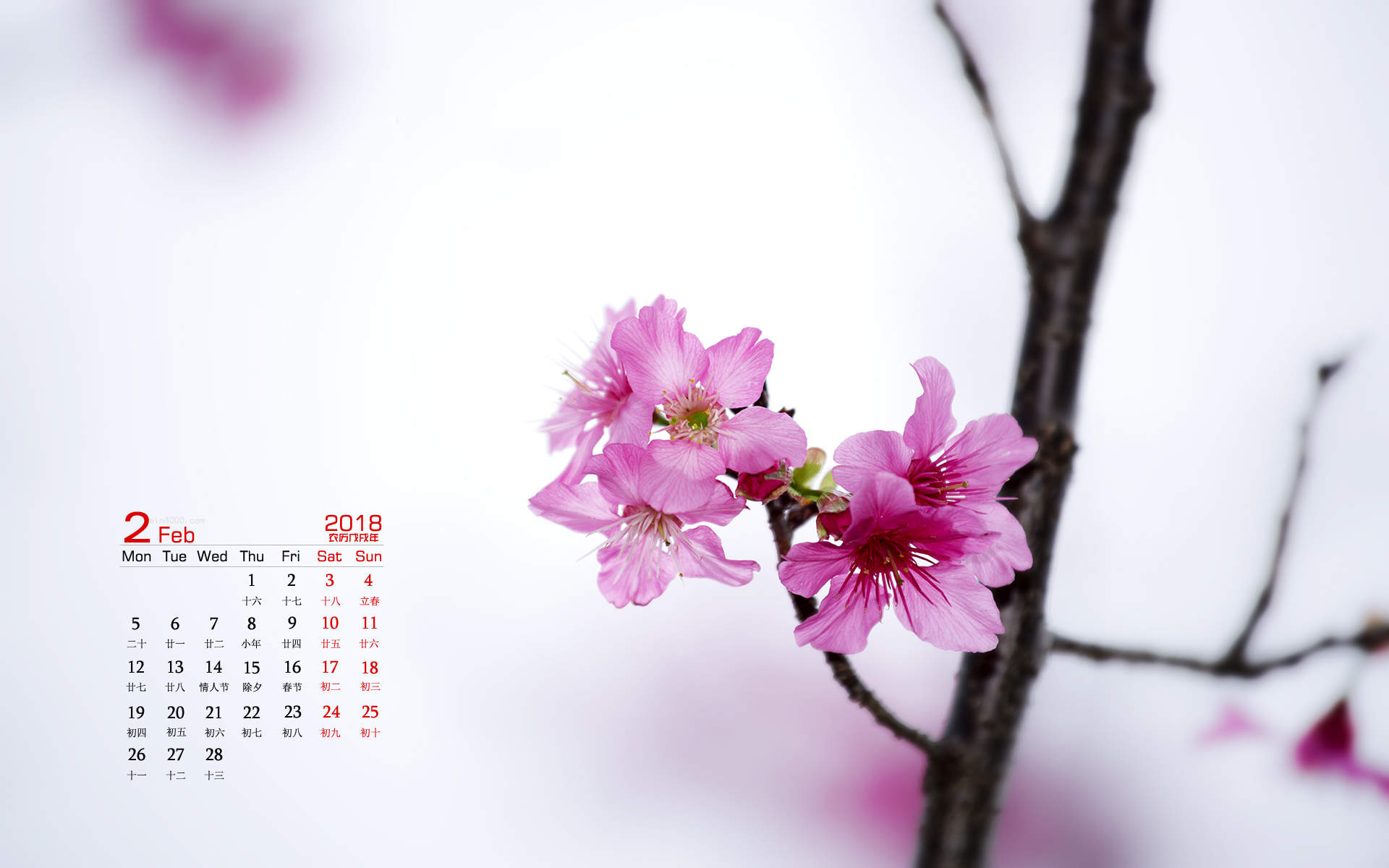 阳春三月绽放的梅花 高清梅花摄影图片欣赏图片