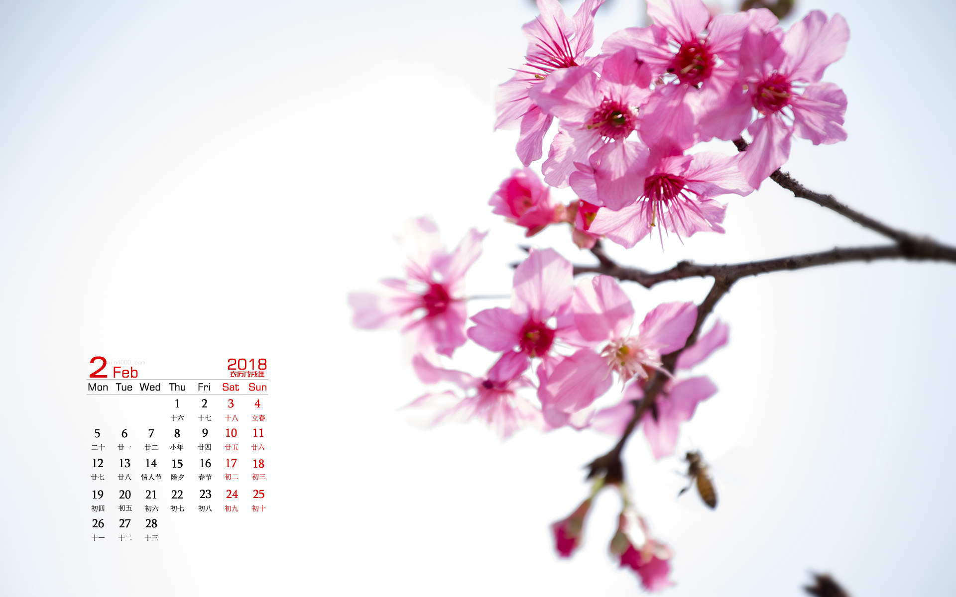 阳春三月绽放的梅花 高清梅花摄影图片欣赏图片
