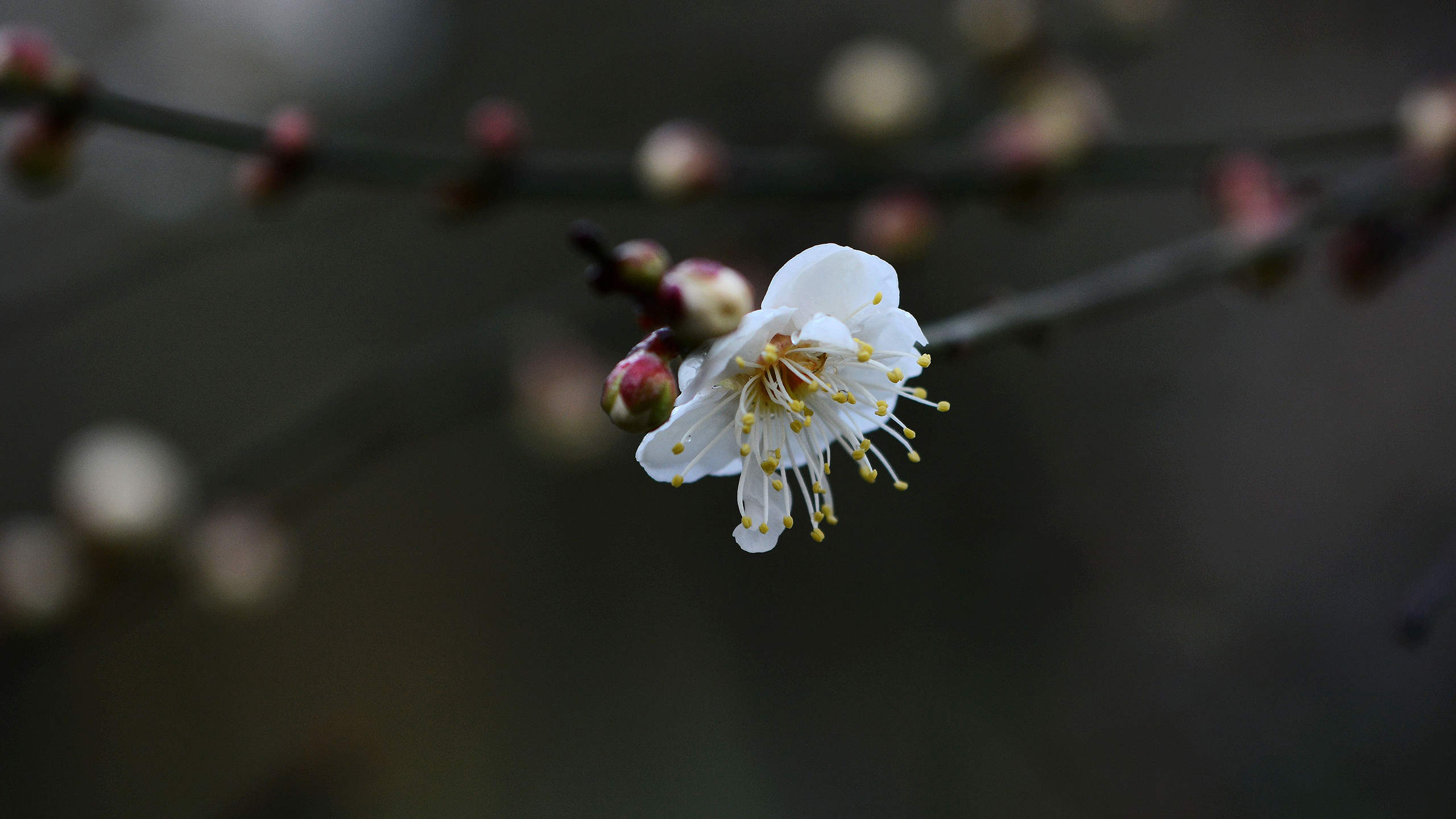 梅花图片