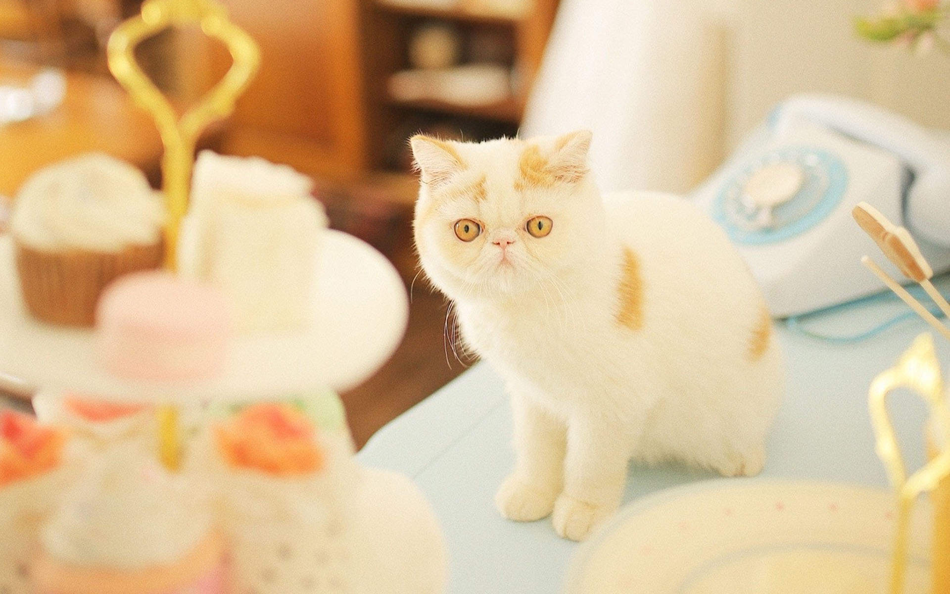 90后性感小猫咪写真图片