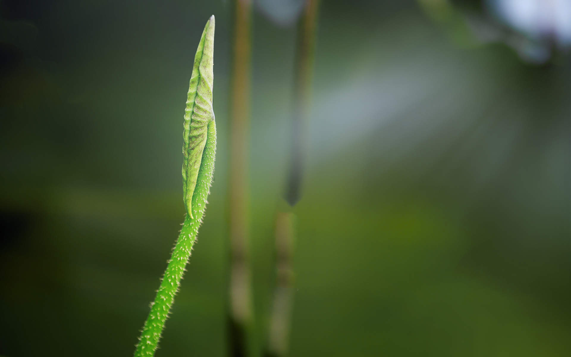 荷花图片图片