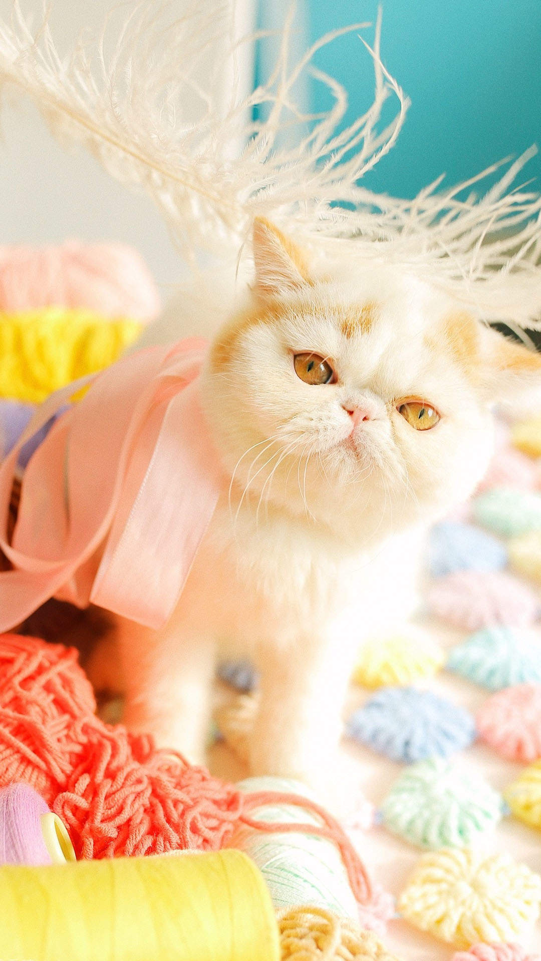 可爱的小猫咪头像手机壁纸图片
