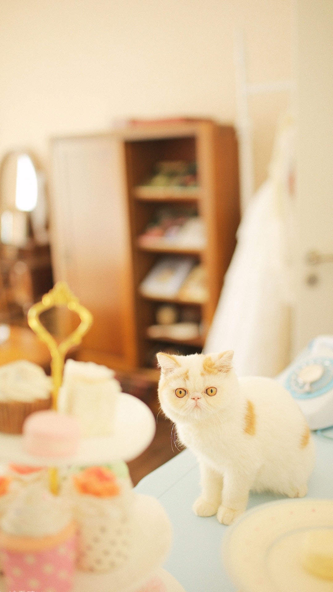 90后性感小猫咪写真图片