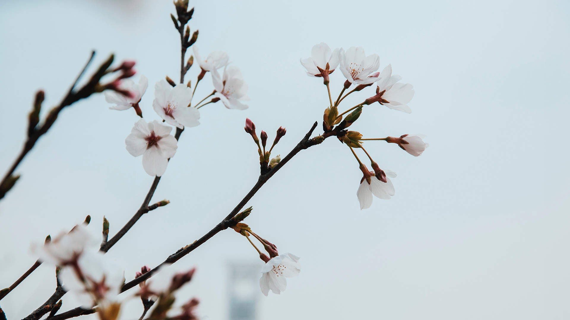 樱花图片摄影高清电脑桌面壁纸图片