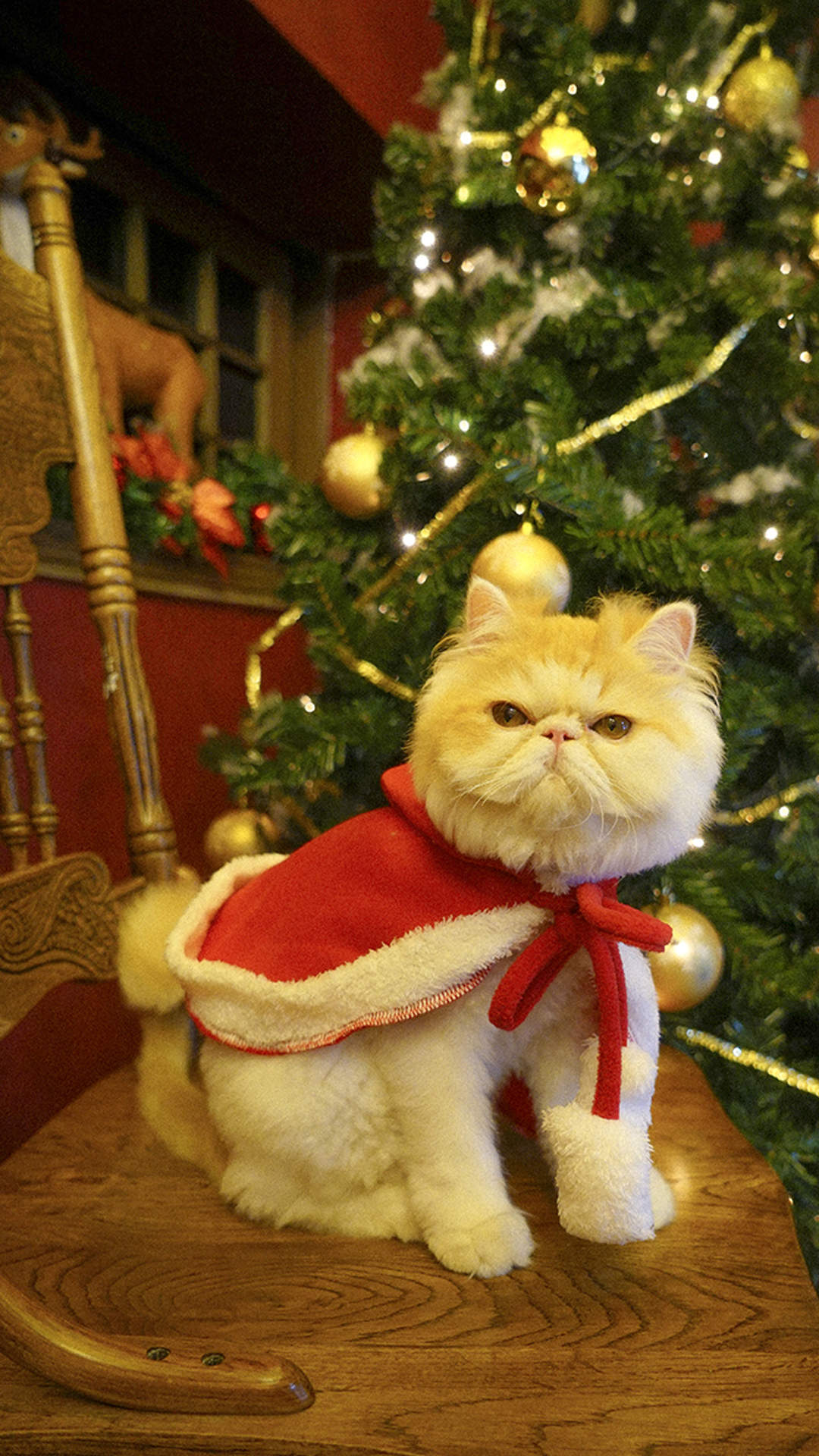小猫咪图片高清安卓手机壁纸图片