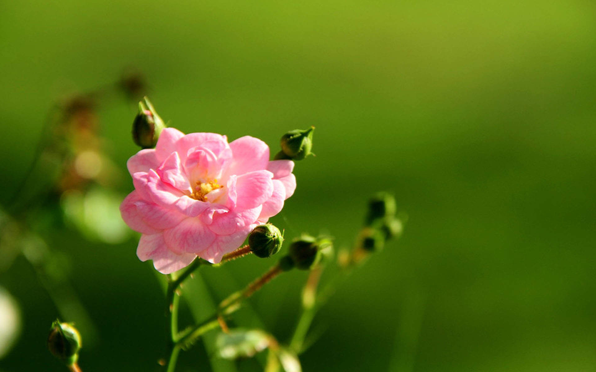 阳春三月绽放的梅花 高清梅花摄影图片欣赏图片
