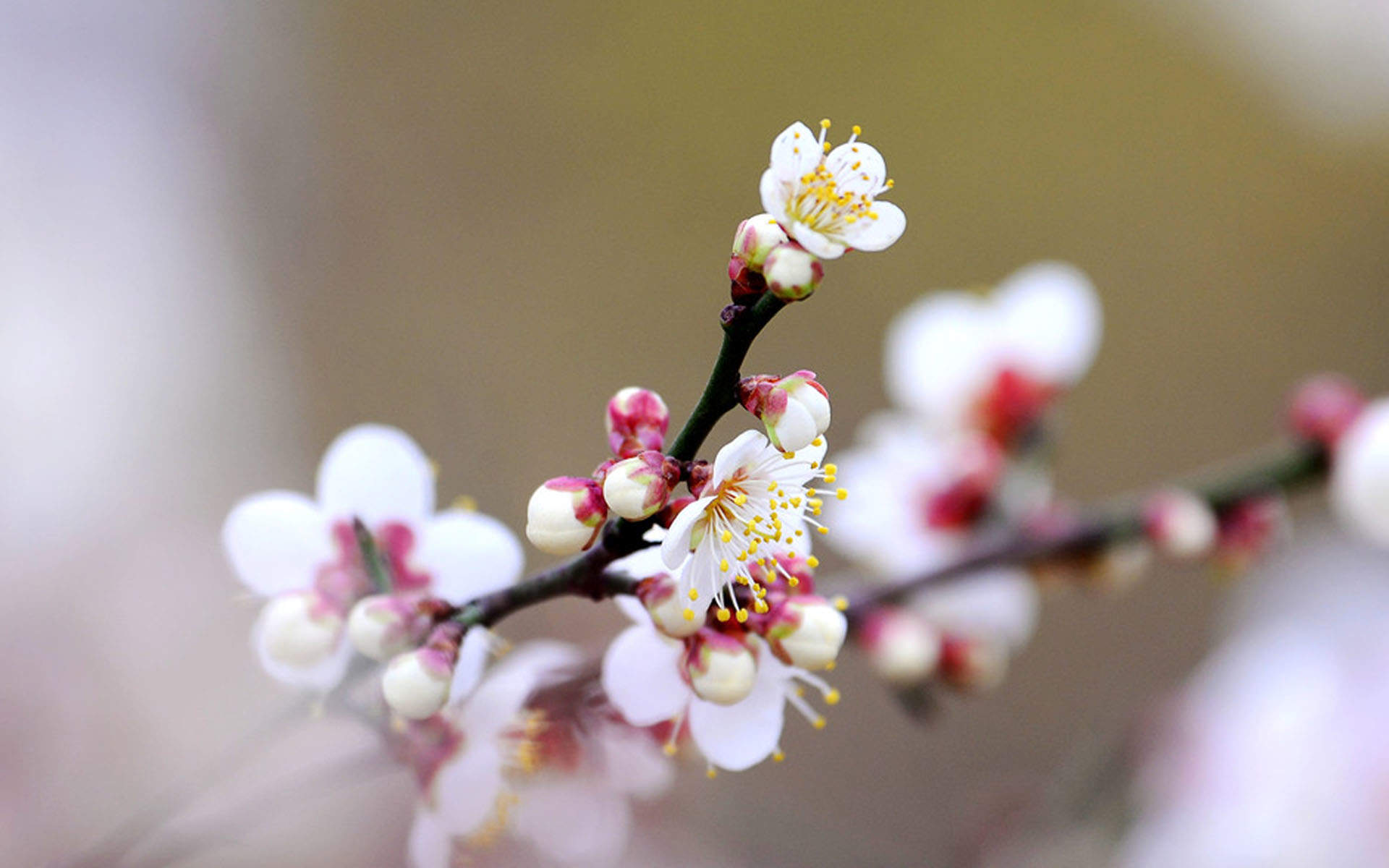 阳春三月绽放的梅花 高清梅花摄影图片欣赏图片