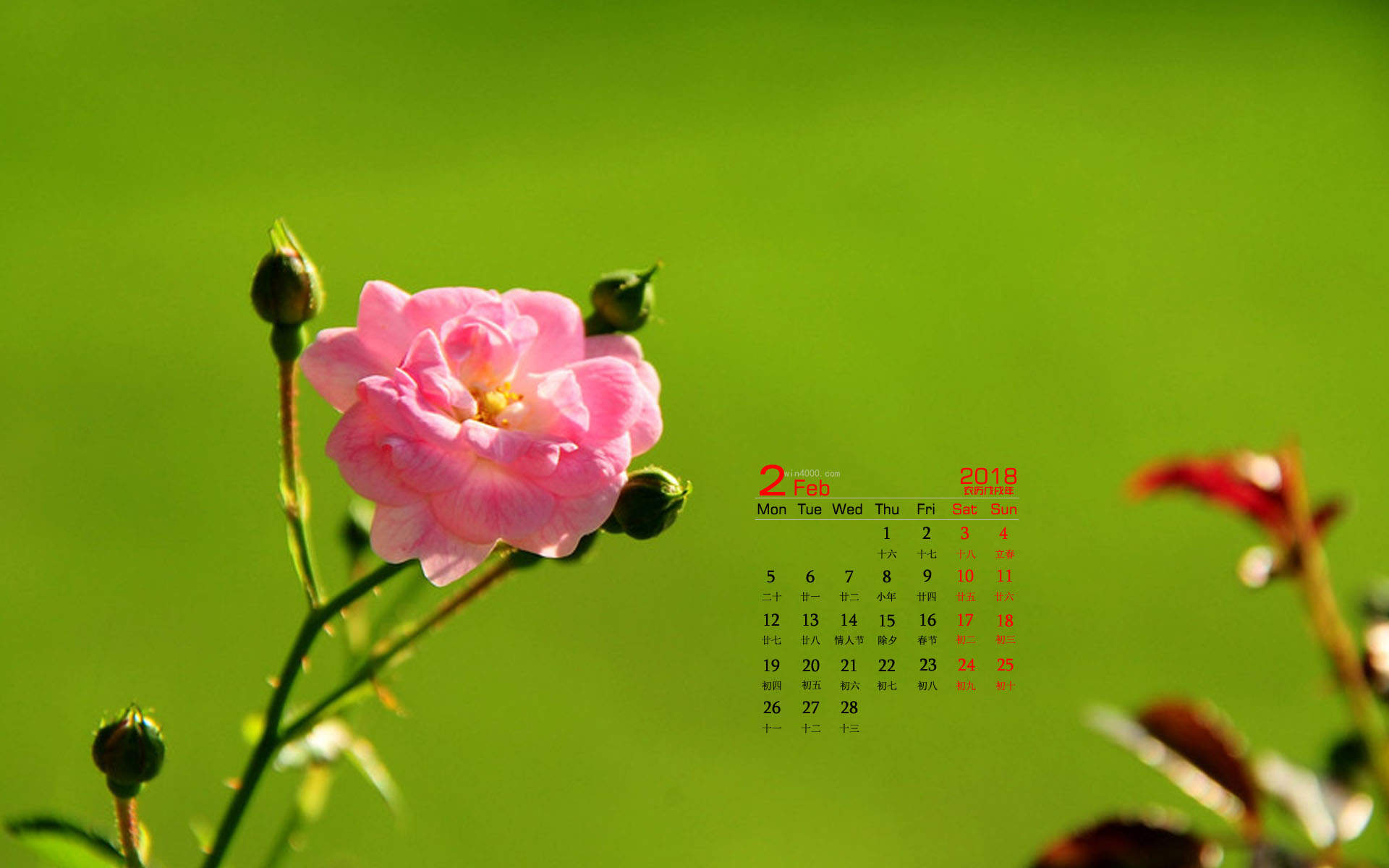 阳春三月绽放的梅花 高清梅花摄影图片欣赏图片