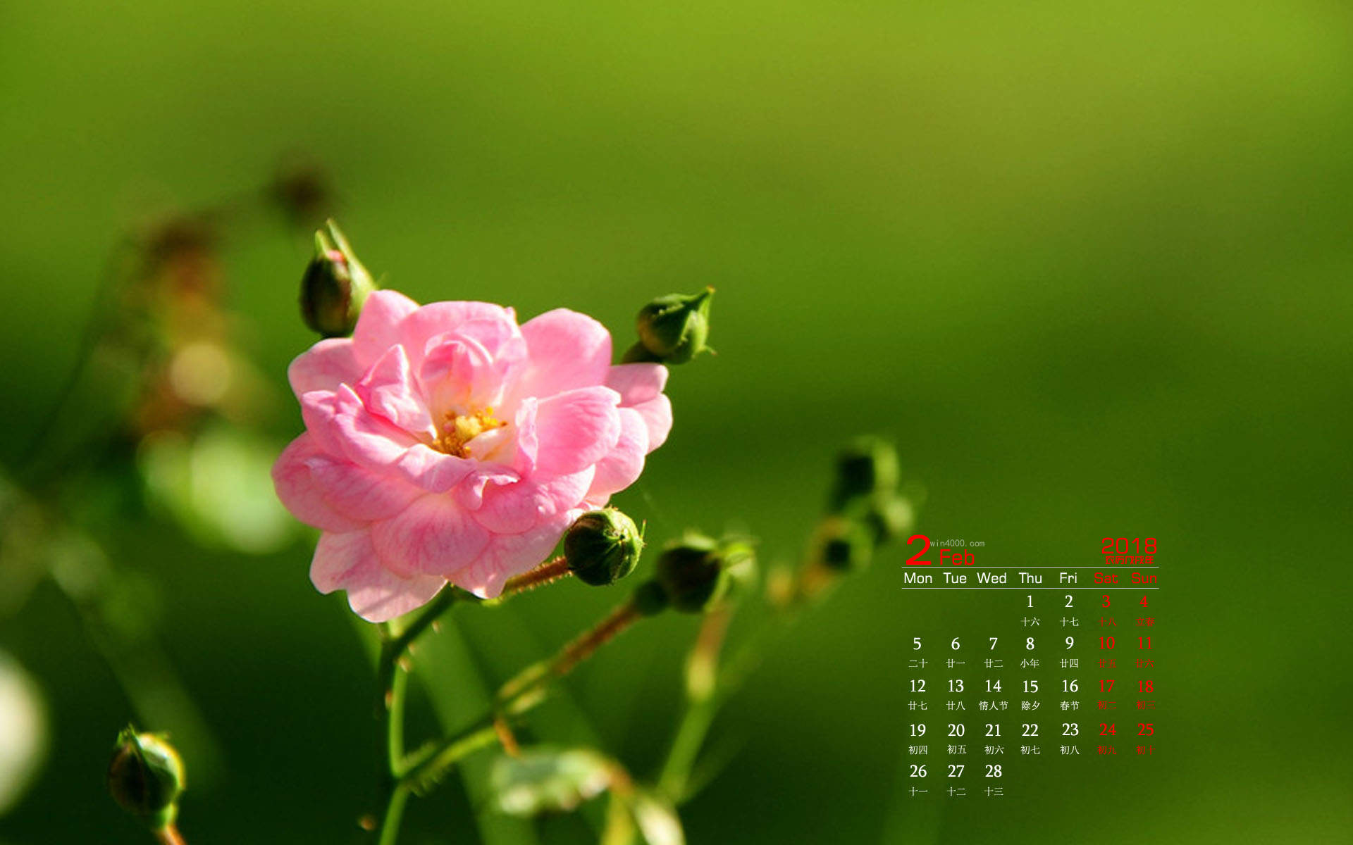 阳春三月绽放的梅花 高清梅花摄影图片欣赏图片