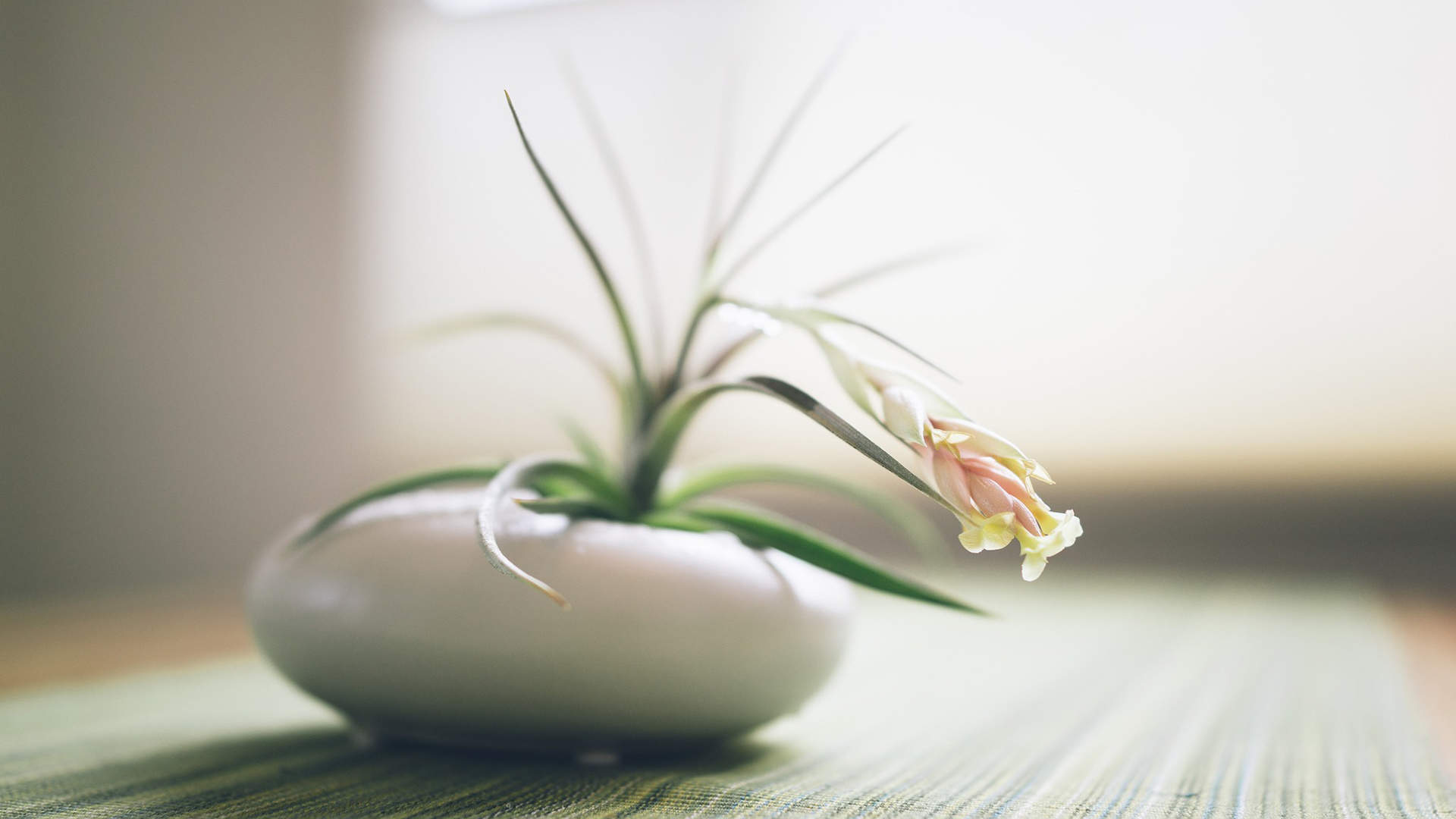 绿色植物盆栽清新摄影高清桌面壁纸下载图片