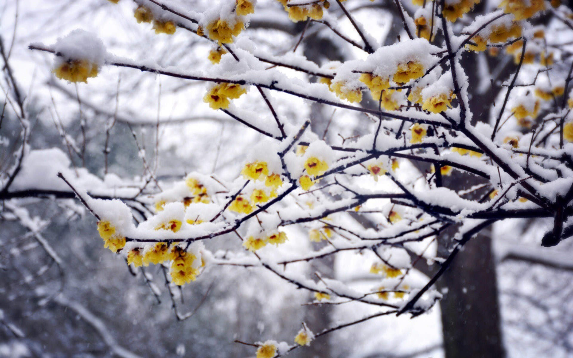 郑秀妍日本函馆冬日雪景唯美写真图片图片