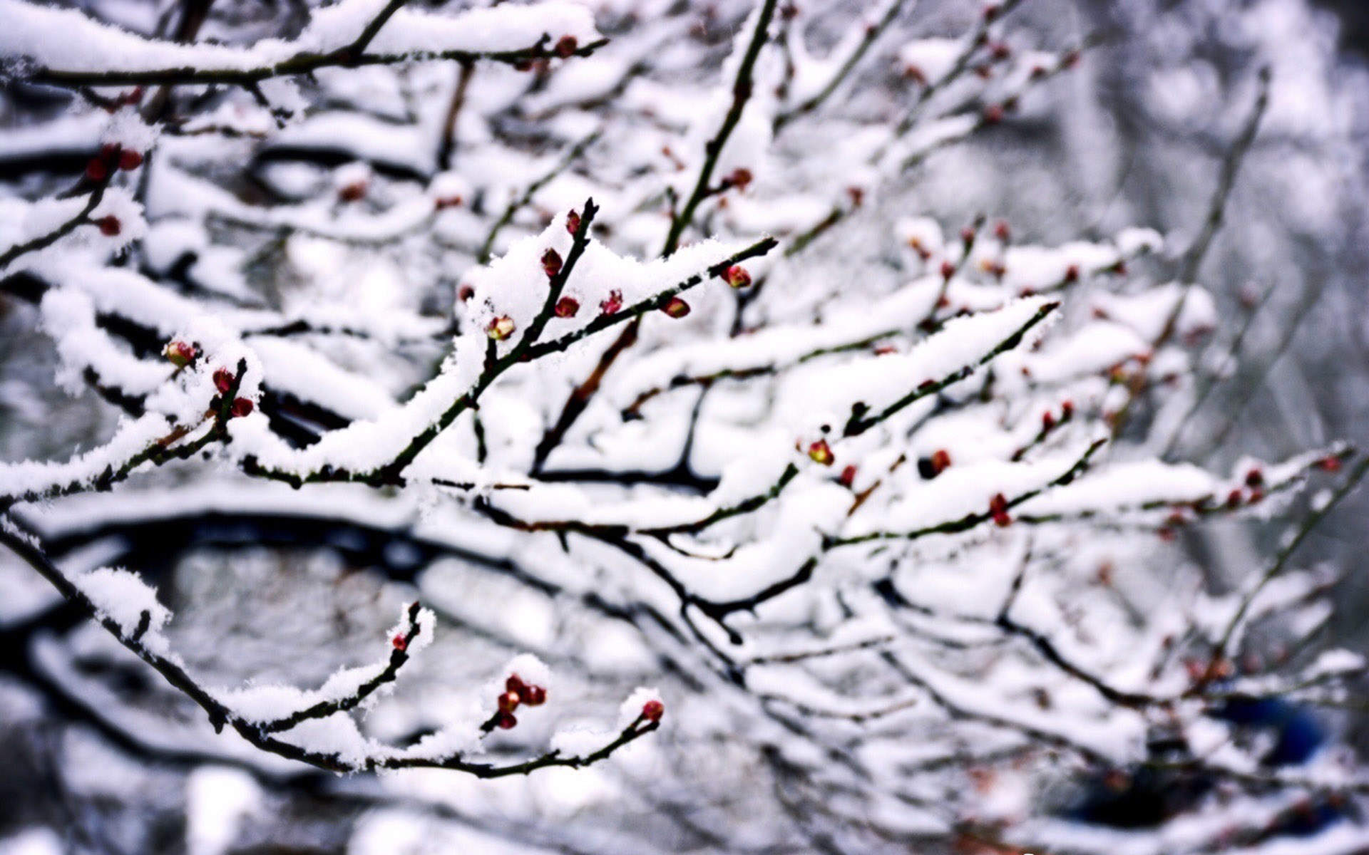 郑秀妍日本函馆冬日雪景唯美写真图片图片