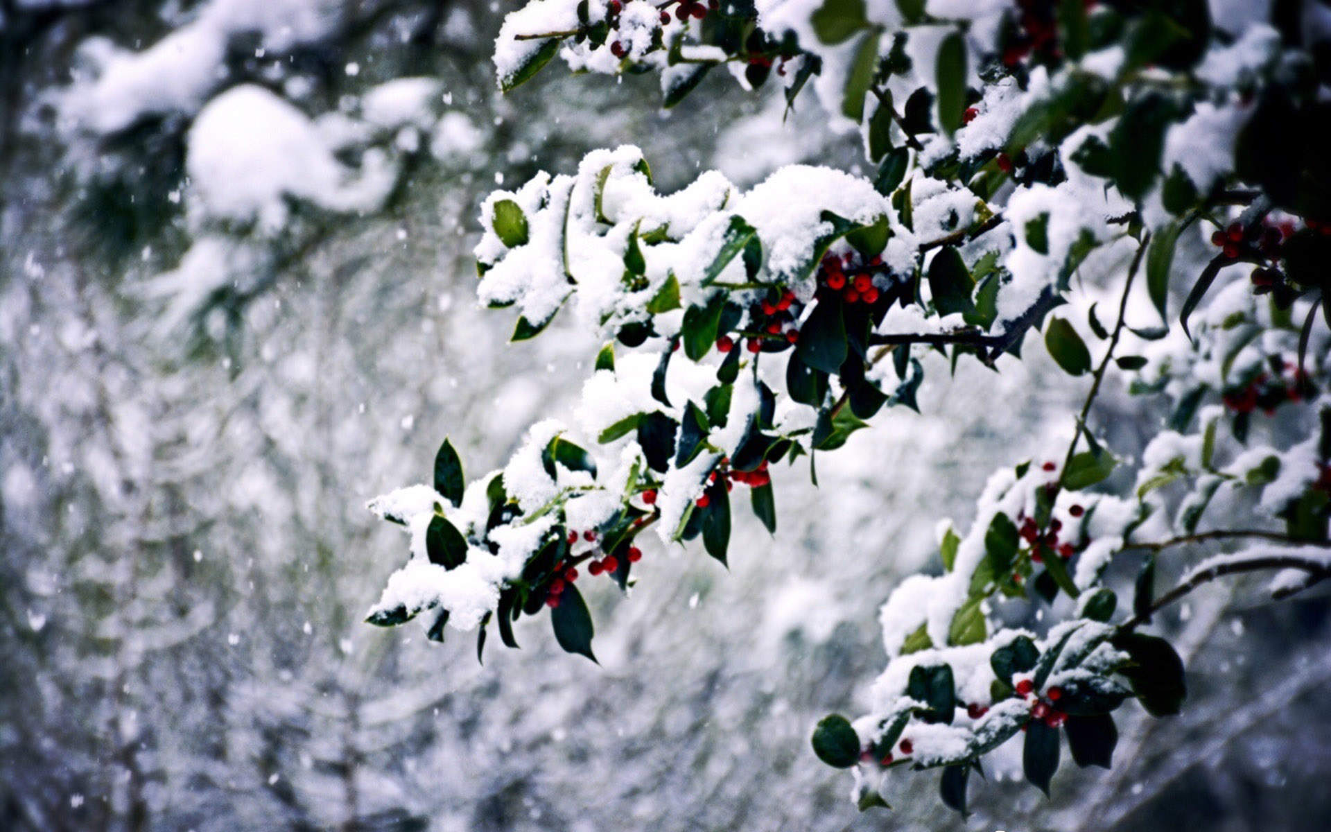 郑秀妍日本函馆冬日雪景唯美写真图片图片