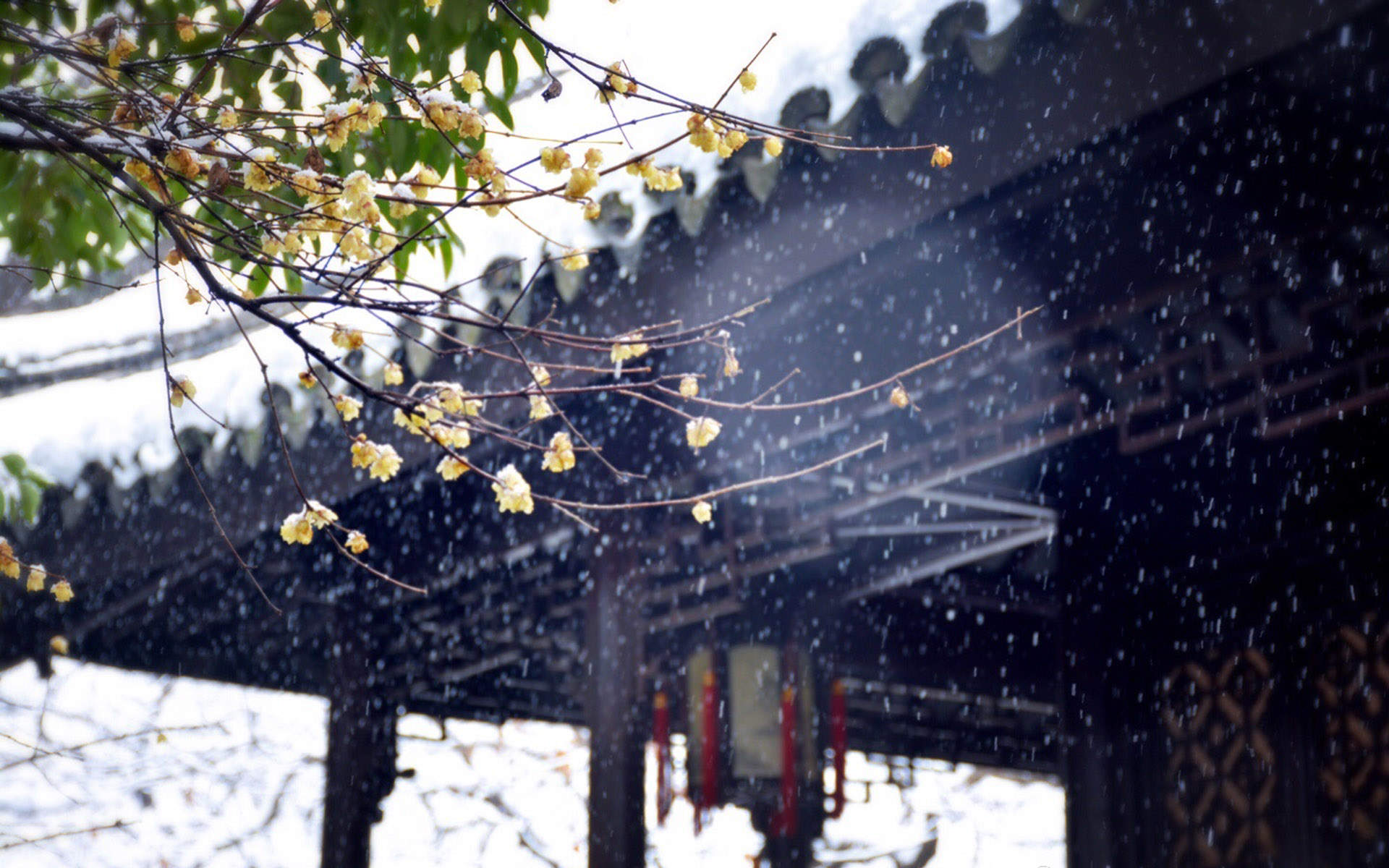 郑秀妍日本函馆冬日雪景唯美写真图片图片