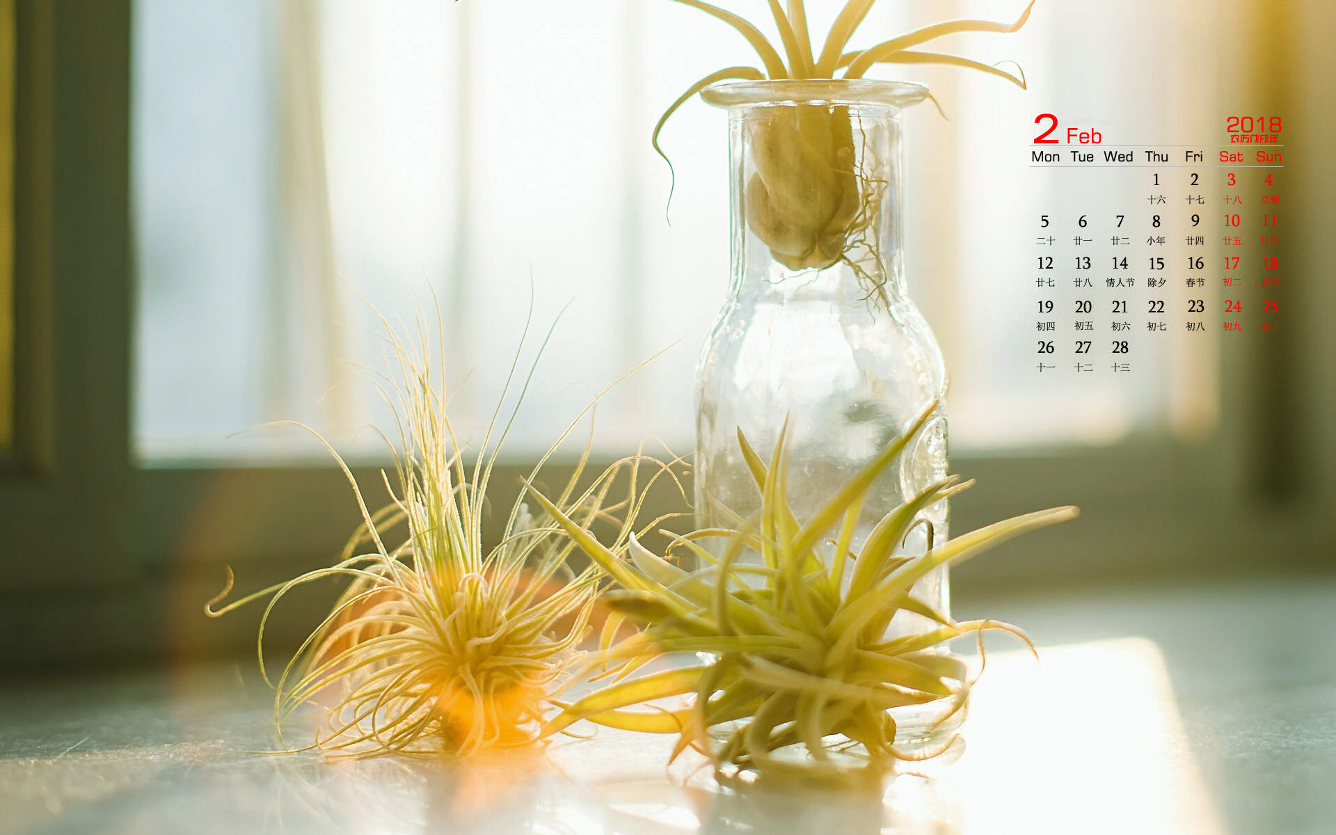 2020年8月绿植花卉清新桌面日历图片壁纸图片