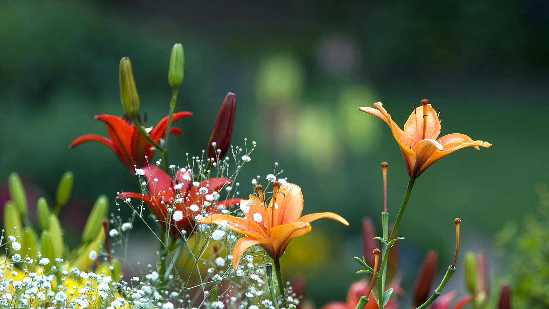 百合花图片
