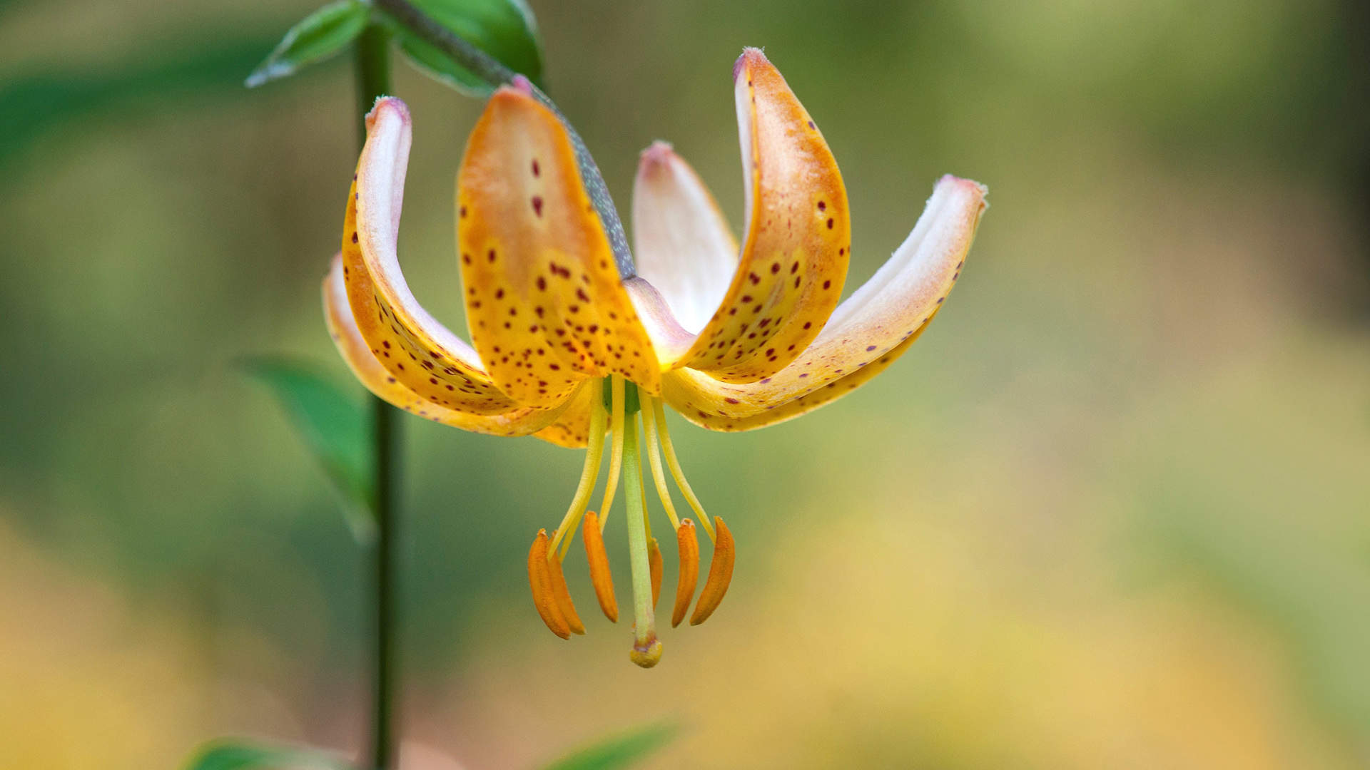 百合花图片