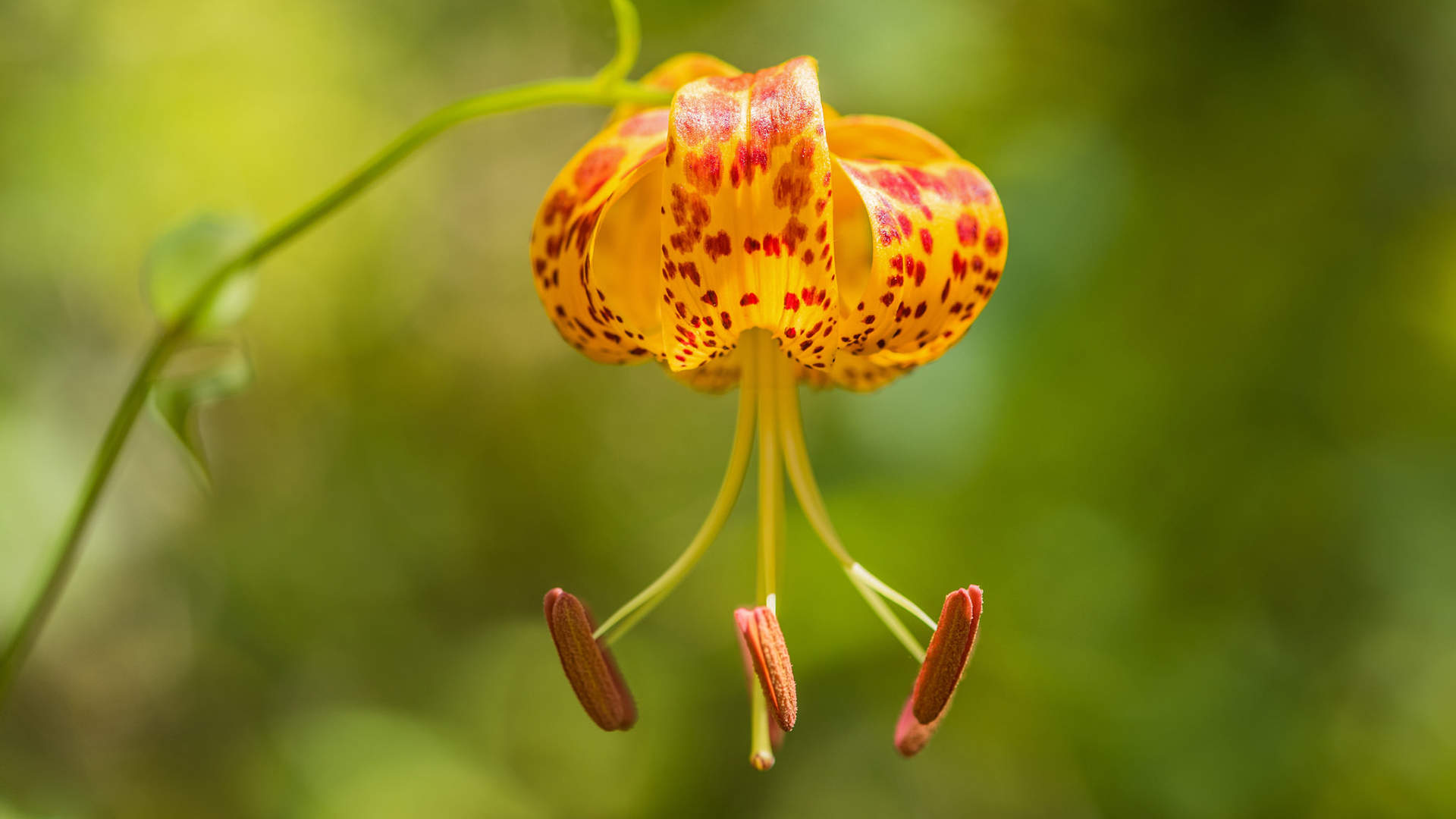 百合花图片