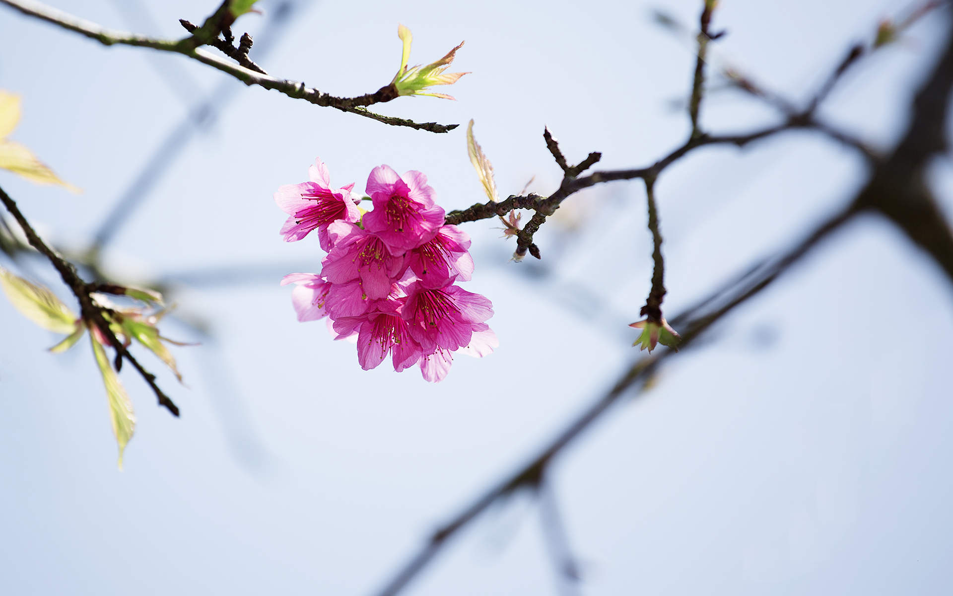 2018年4月唯美樱花摄影图片日历壁纸图片