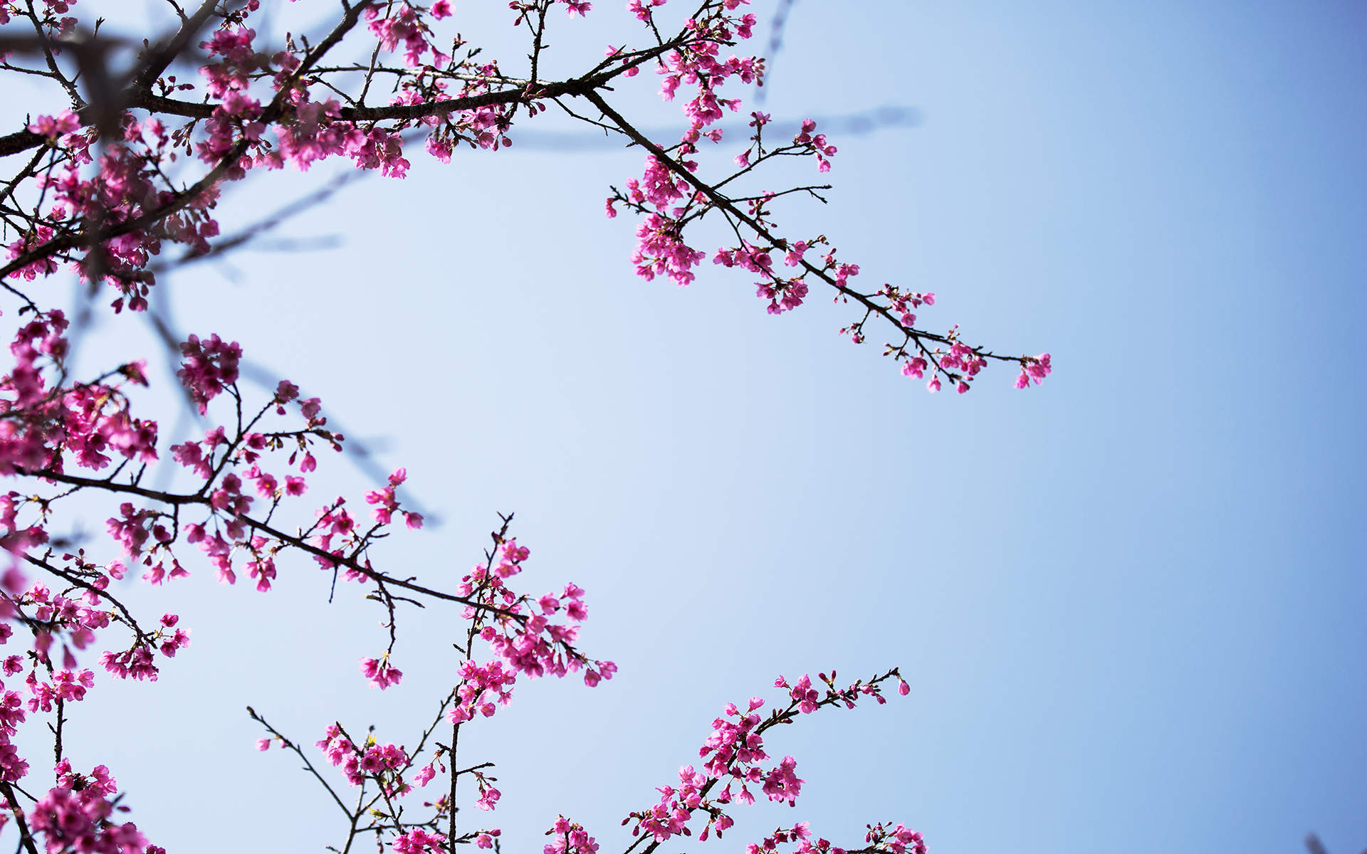 2018年4月唯美樱花摄影图片日历壁纸图片