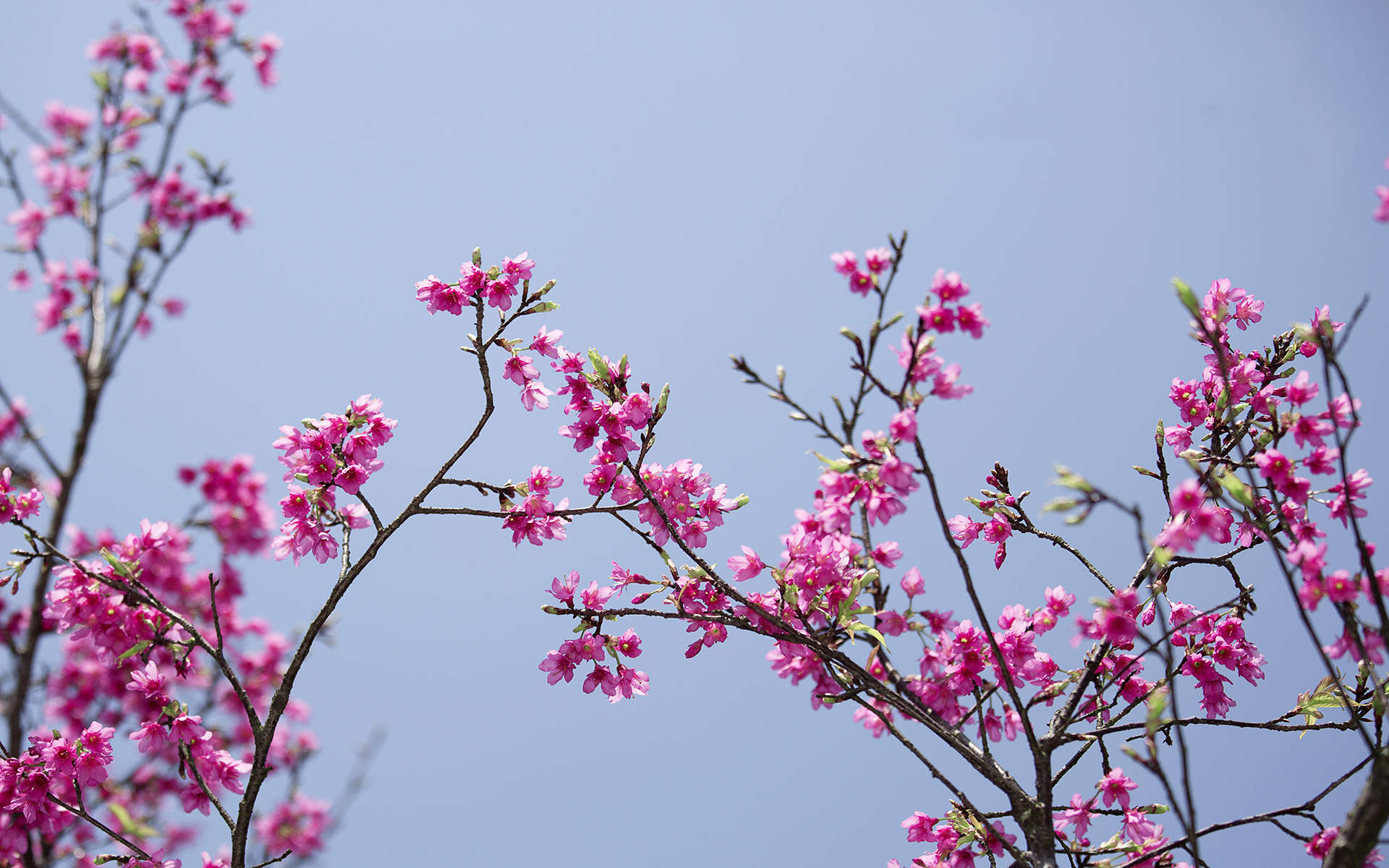 2018年4月唯美樱花摄影图片日历壁纸图片