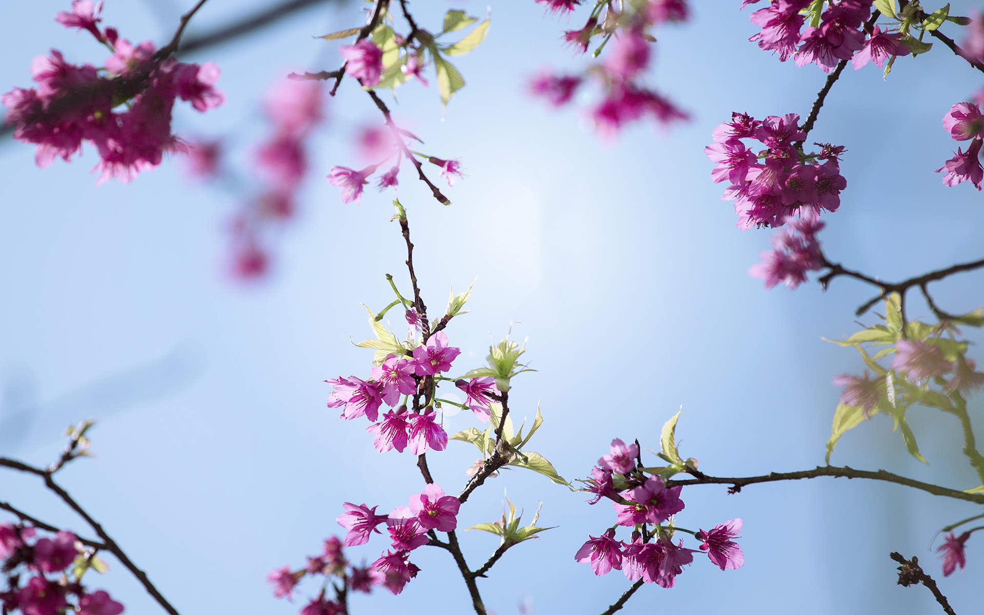2019年4月春日唯美樱花高清日历壁纸图片