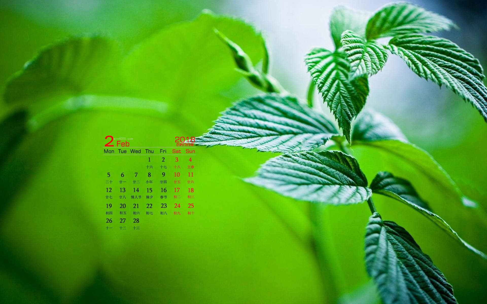可爱的小雏菊小清新桌面壁纸图片