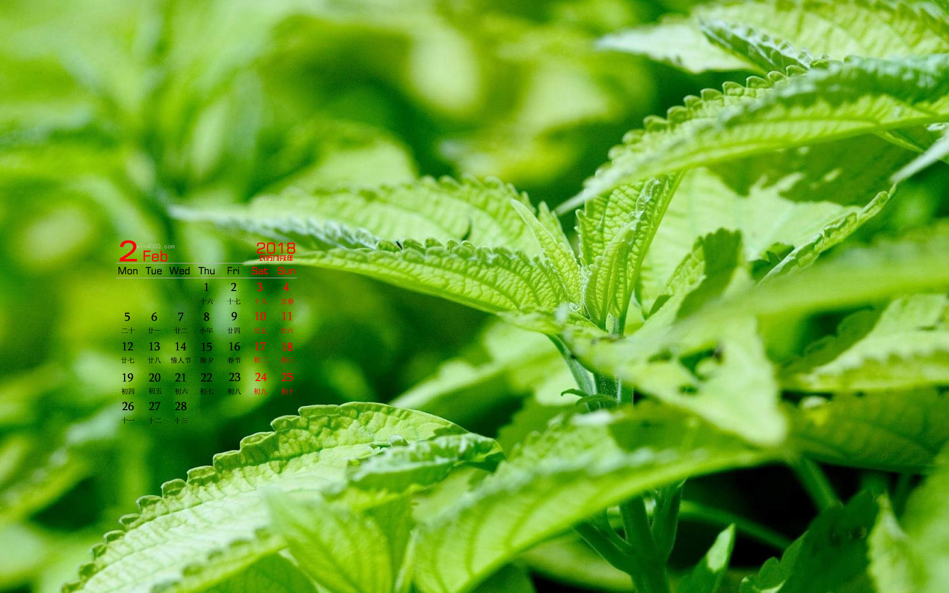 可爱的小雏菊小清新桌面壁纸图片