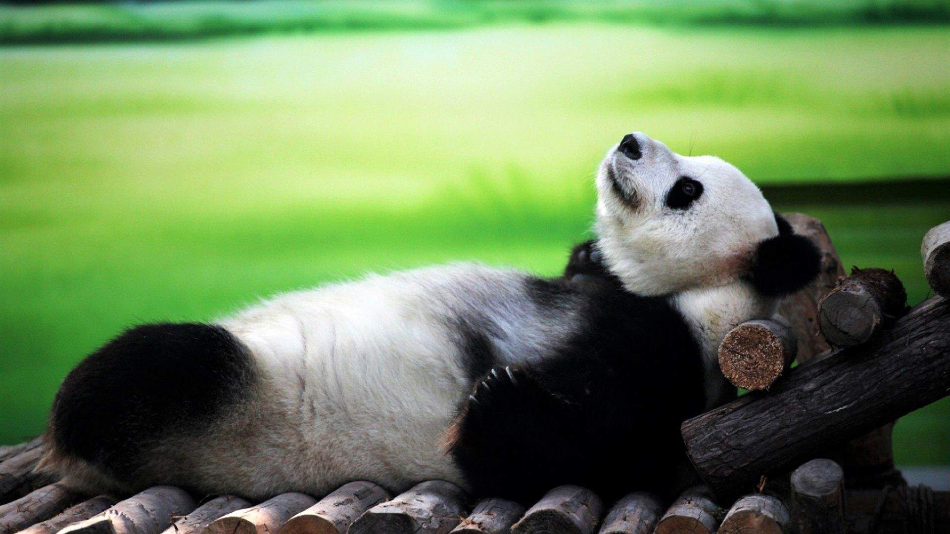 熊图片图片