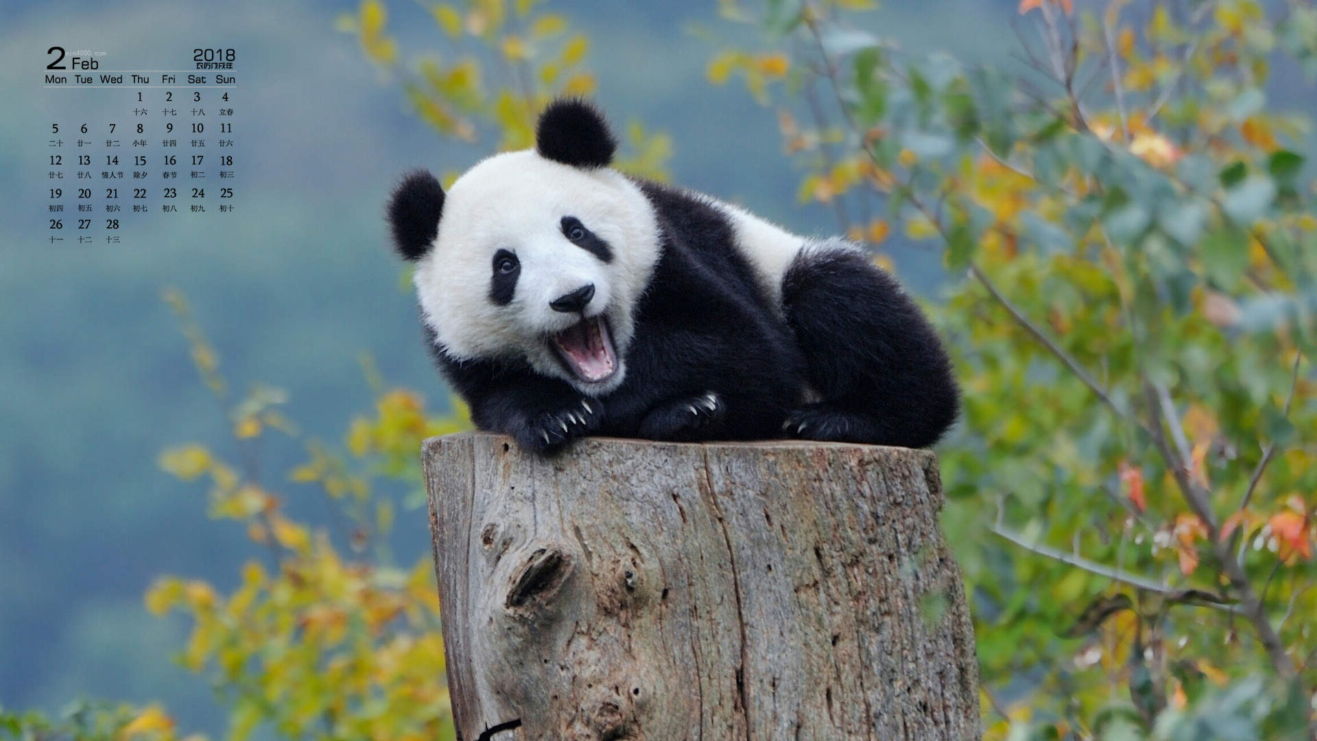 熊猫异形鱼图片 观赏鱼图片图片