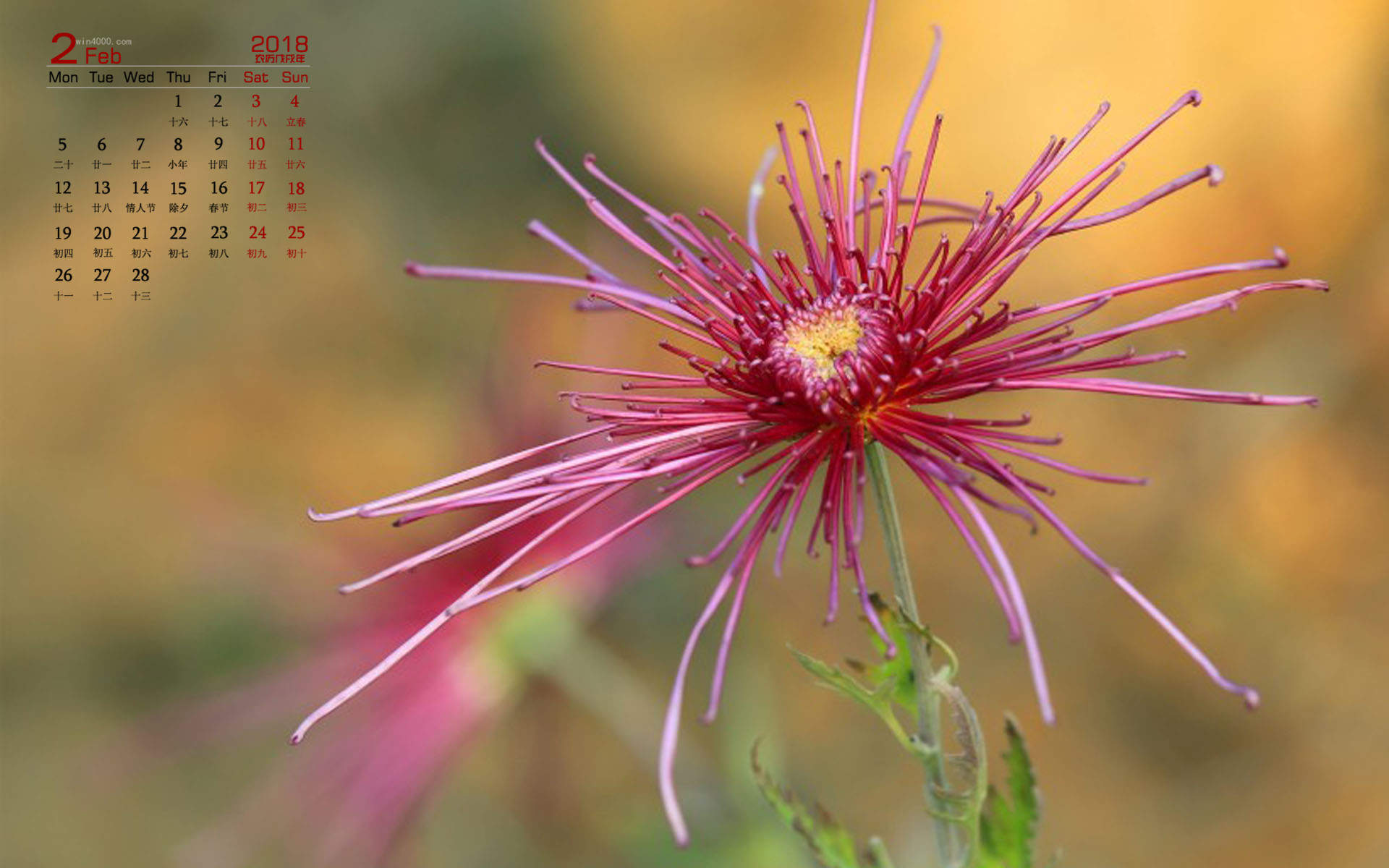 菊花图片