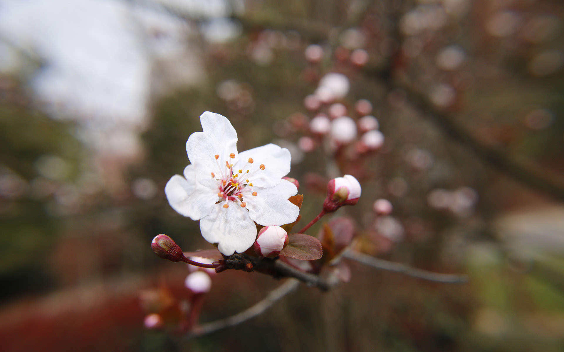 2018年4月唯美樱花摄影图片日历壁纸图片