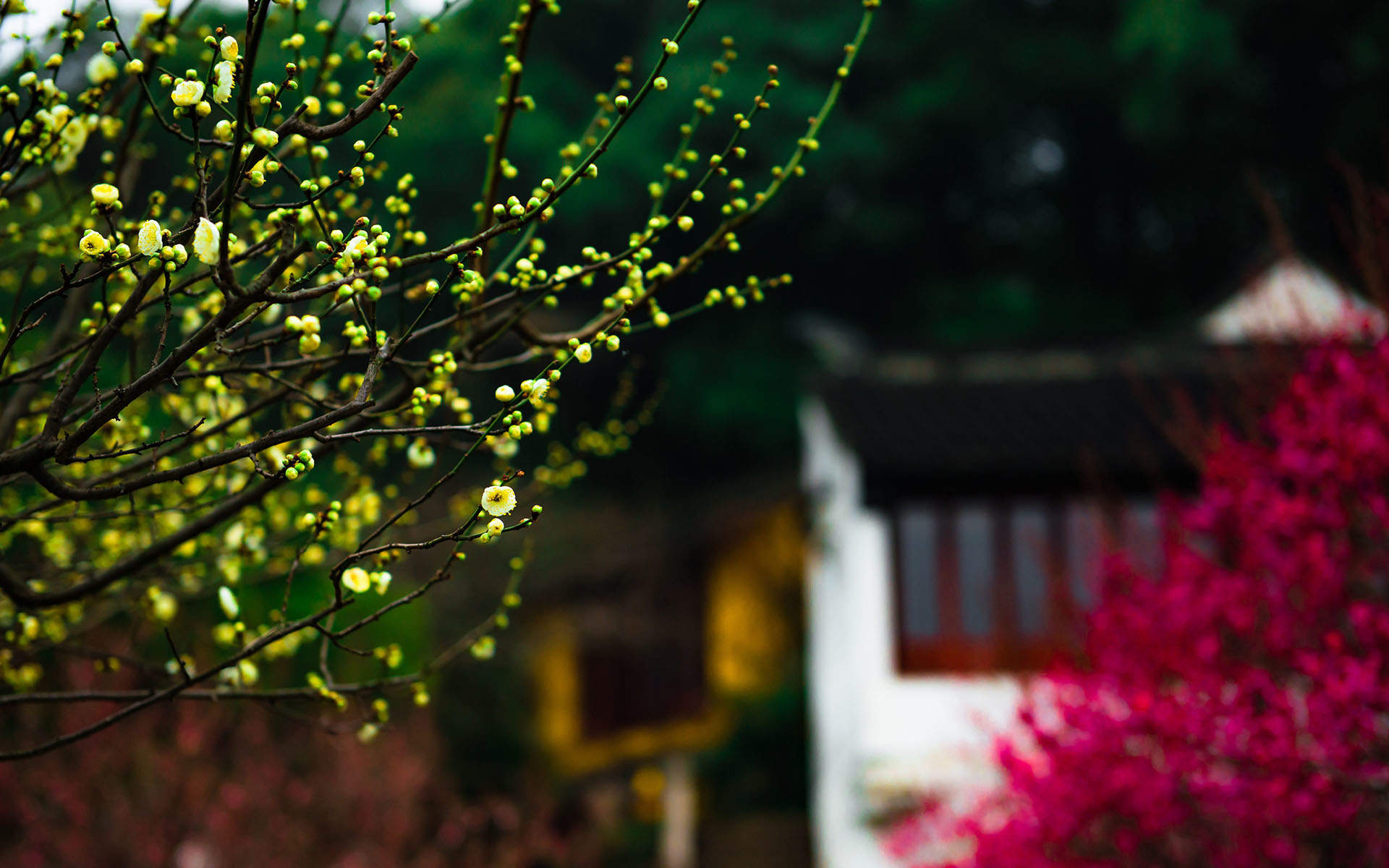 阳春三月绽放的梅花 高清梅花摄影图片欣赏图片