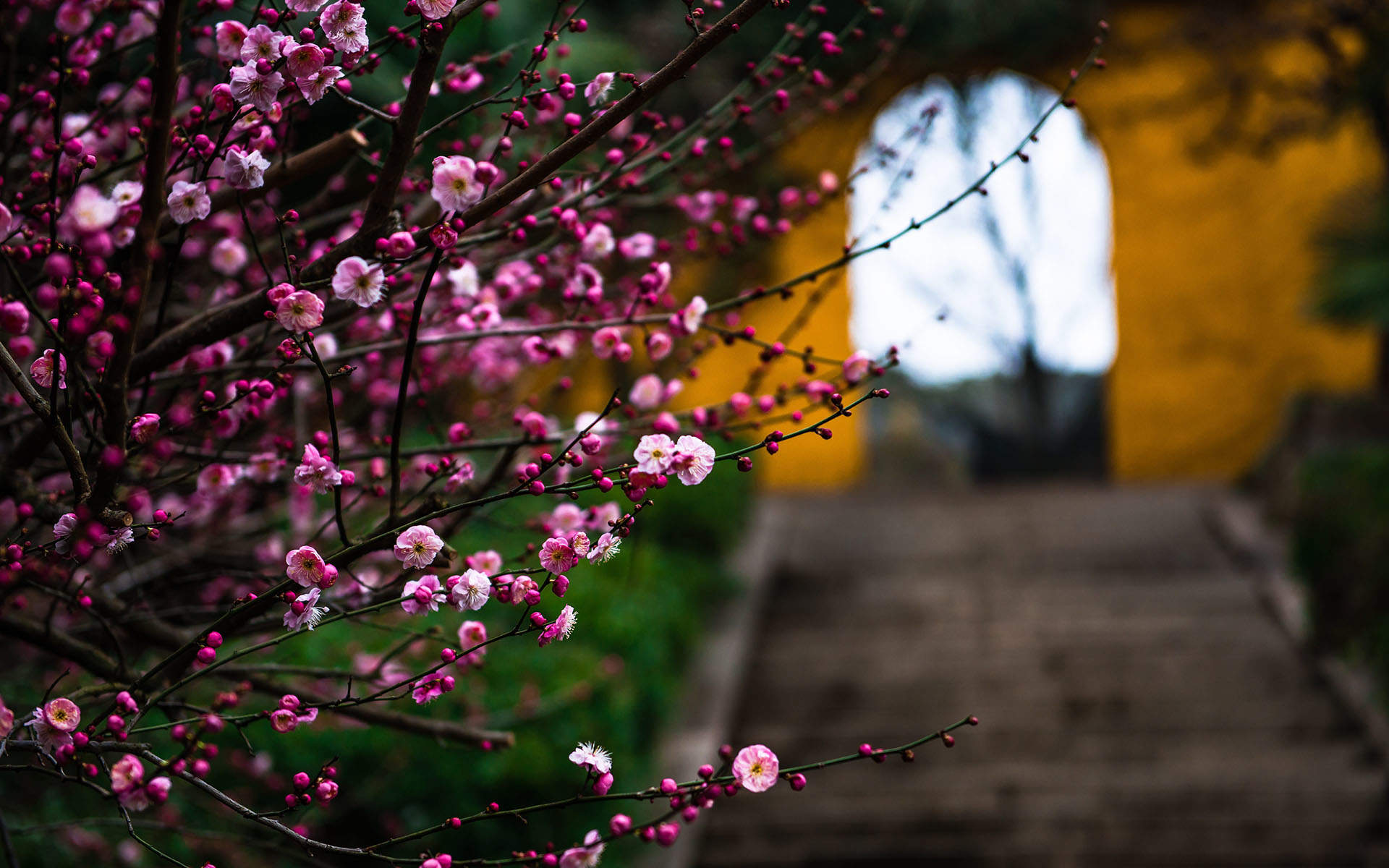 梅花图片