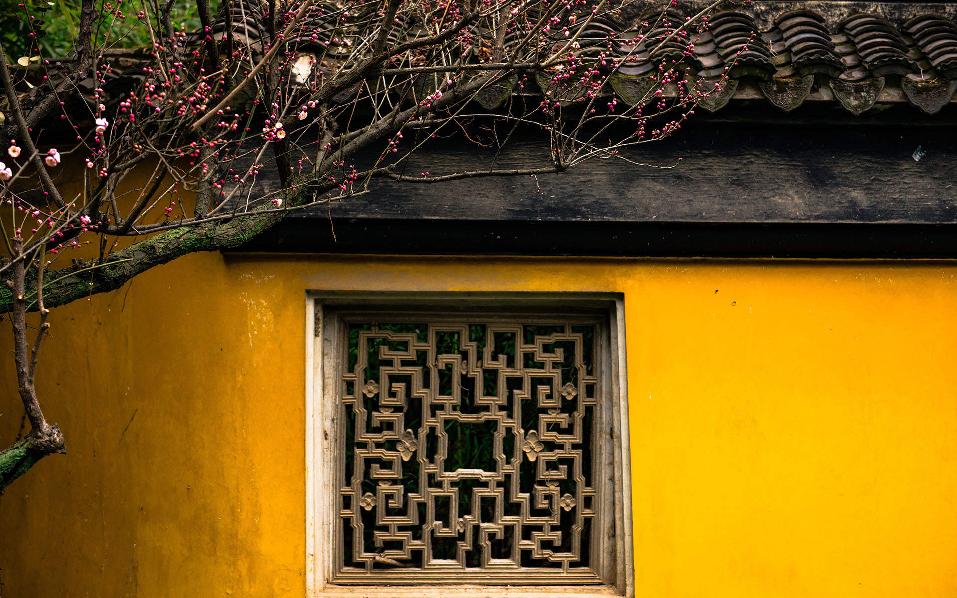 梅花图片