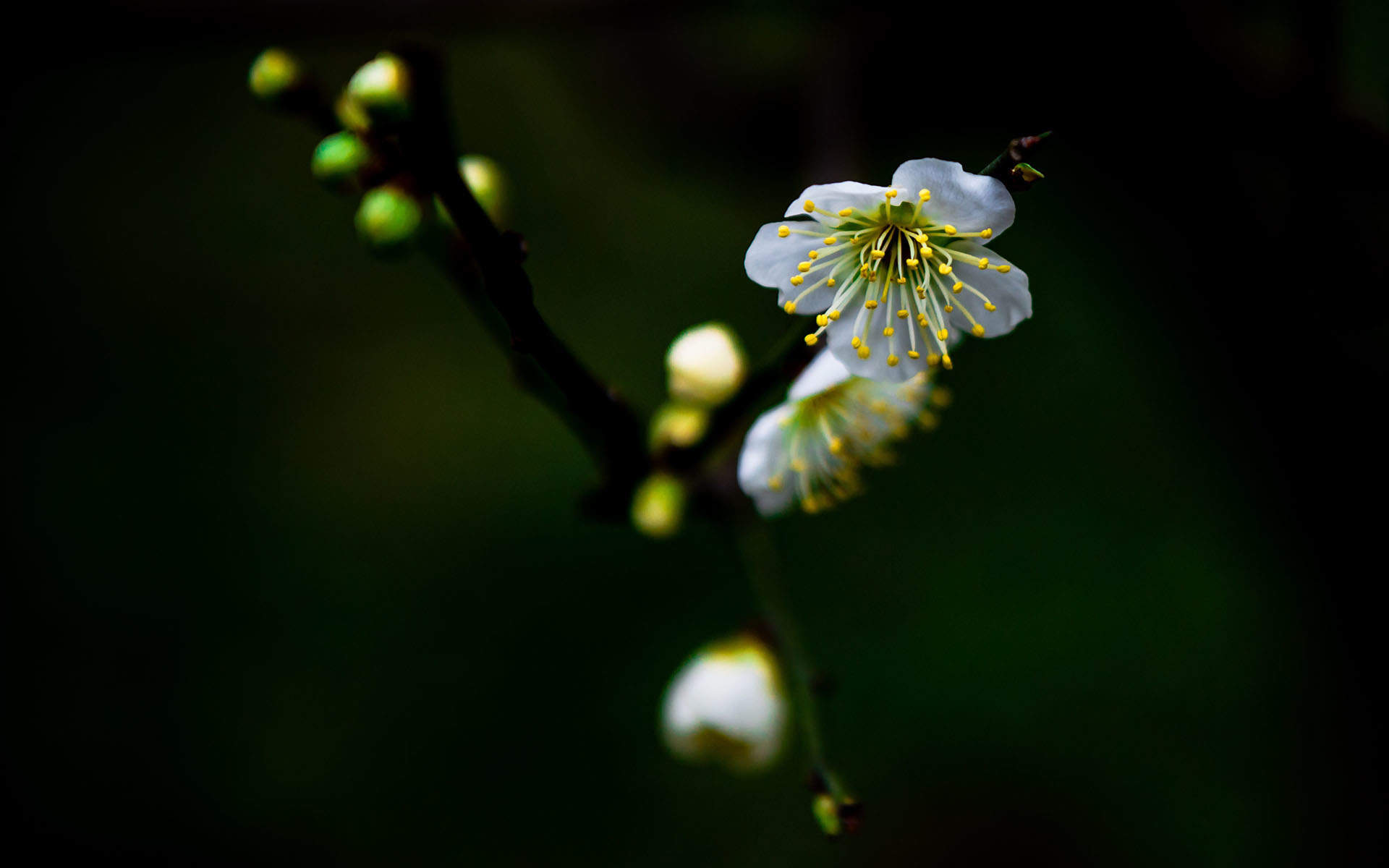 梅花图片