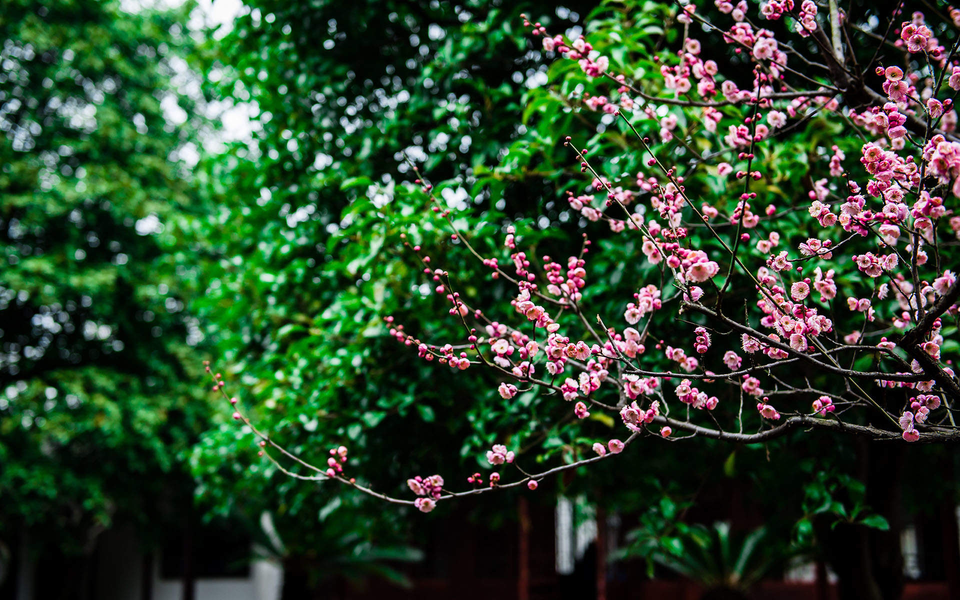 梅花图片