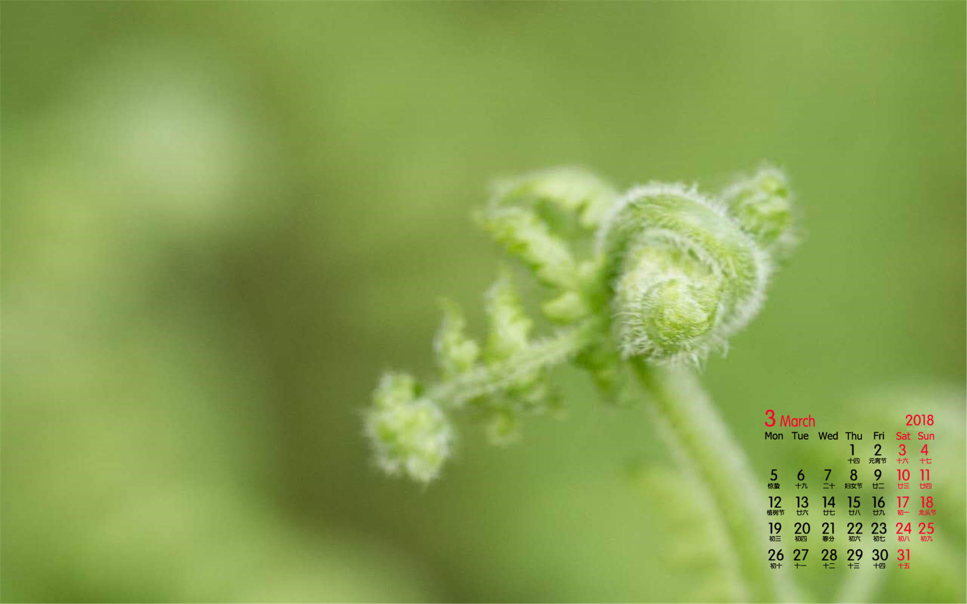 嫩芽图片