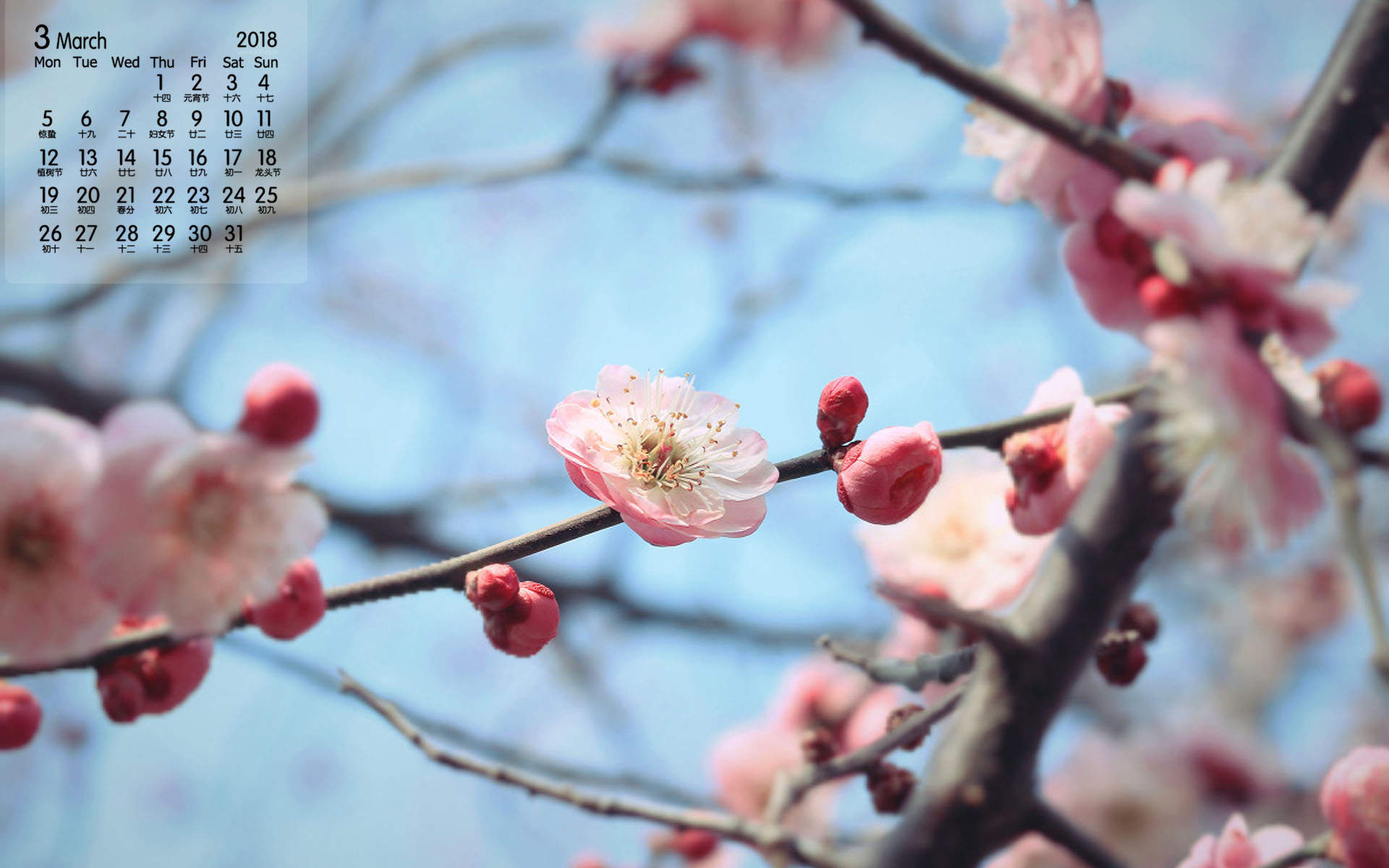 阳春三月绽放的梅花 高清梅花摄影图片欣赏图片