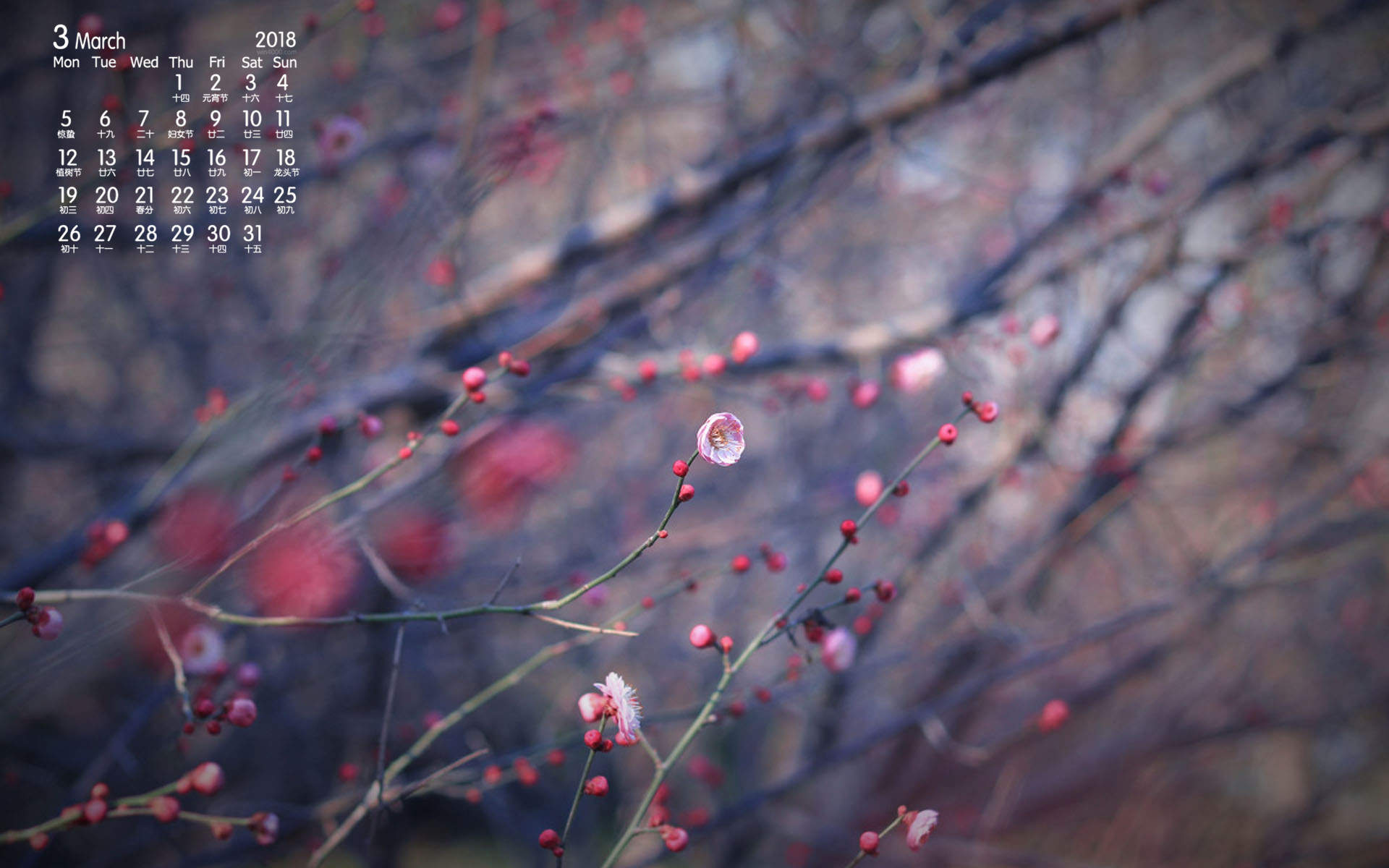 梅花图片