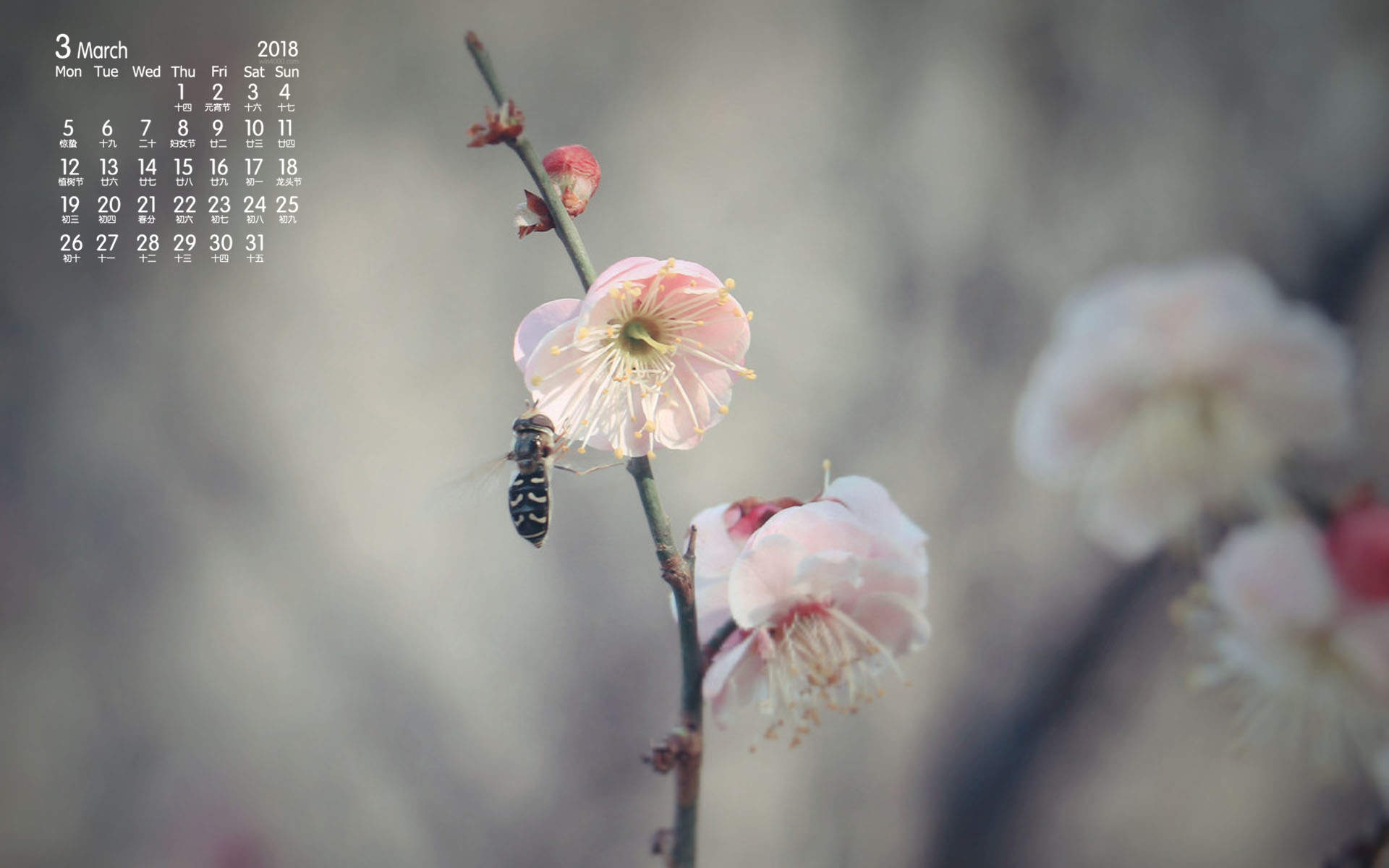 梅花图片