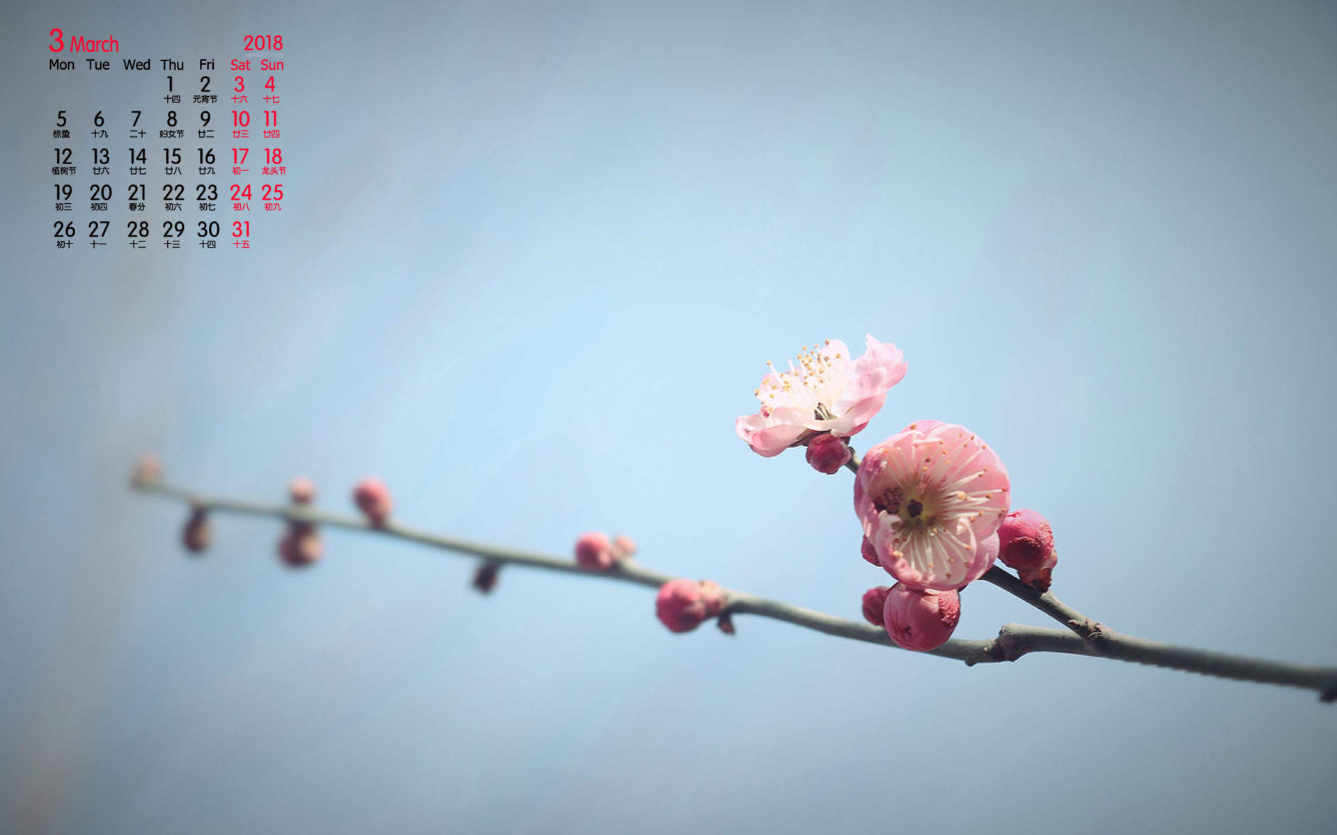 梅花图片